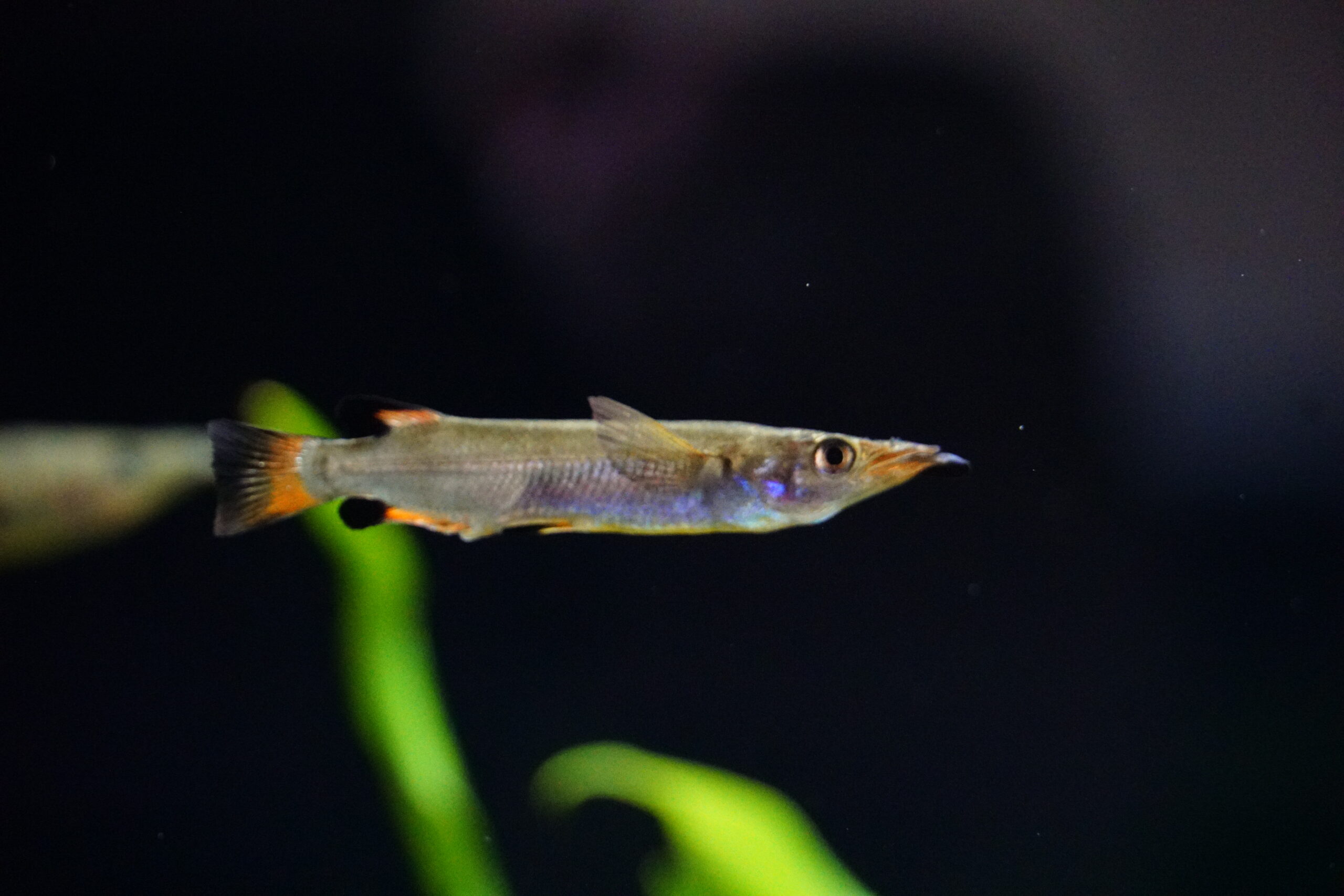 Nomorhamphus liemi - Celebes Halbschnäbler