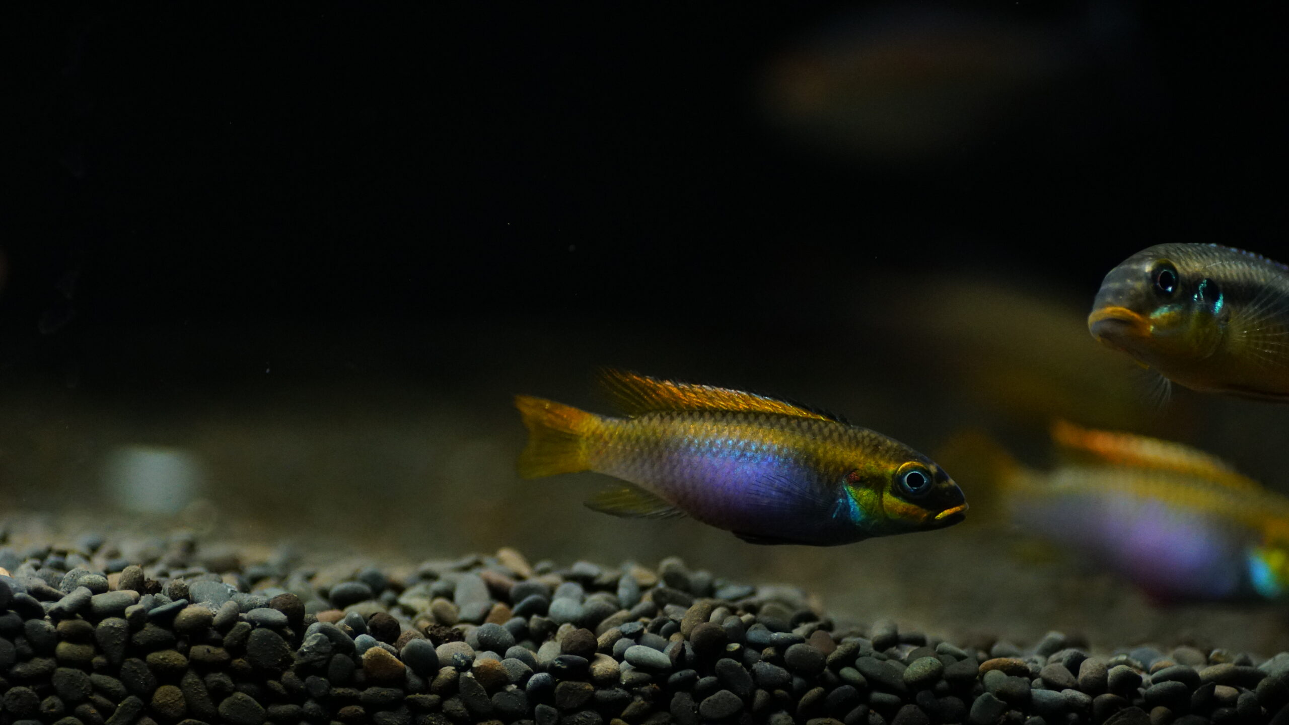 Pelvicachromis taeniatus - Smaragd Buntbarsch – Bild 2