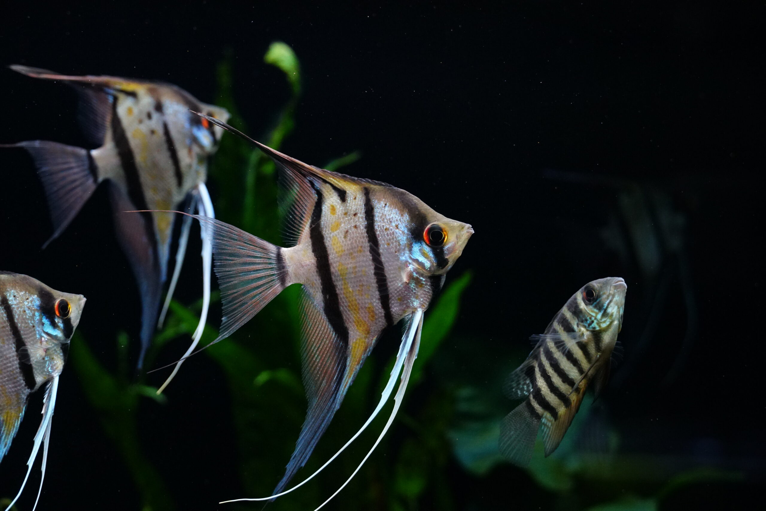 Pterophyllum scalare Rio Nanay - Peru Altum Skalar – Bild 4