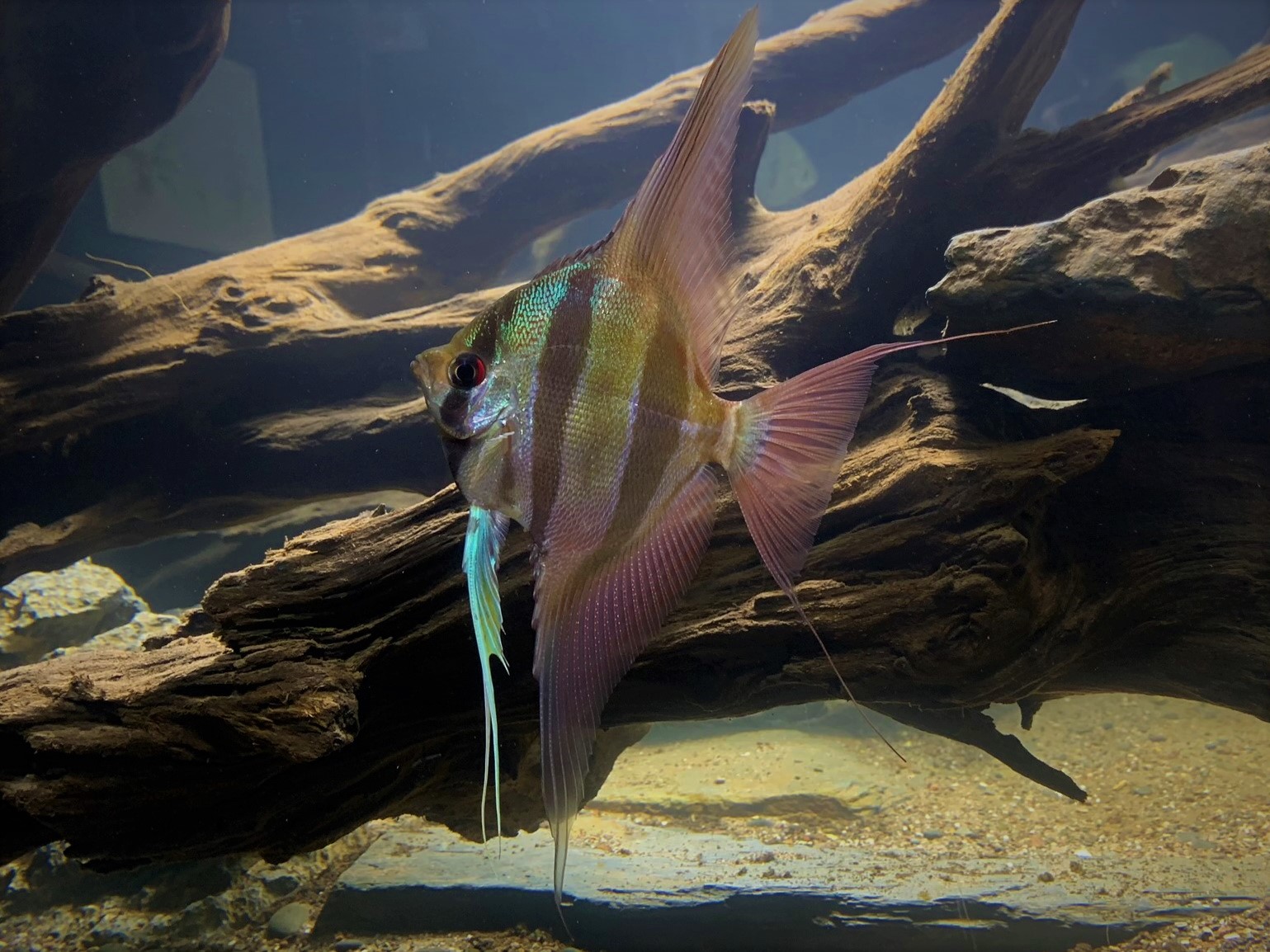 Pterophyllum altum – Hoher Segelflosser / Altum Skalar – Bild 5