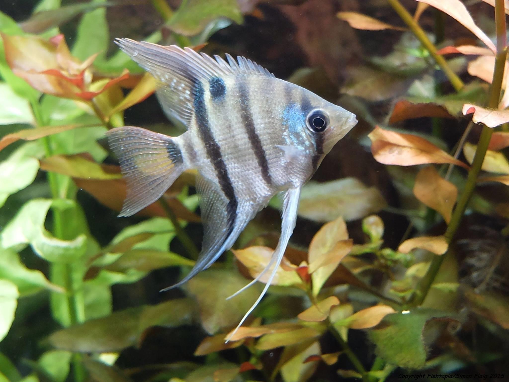 Pterophyllum leopoldi - Leopolds Skalar – Bild 3