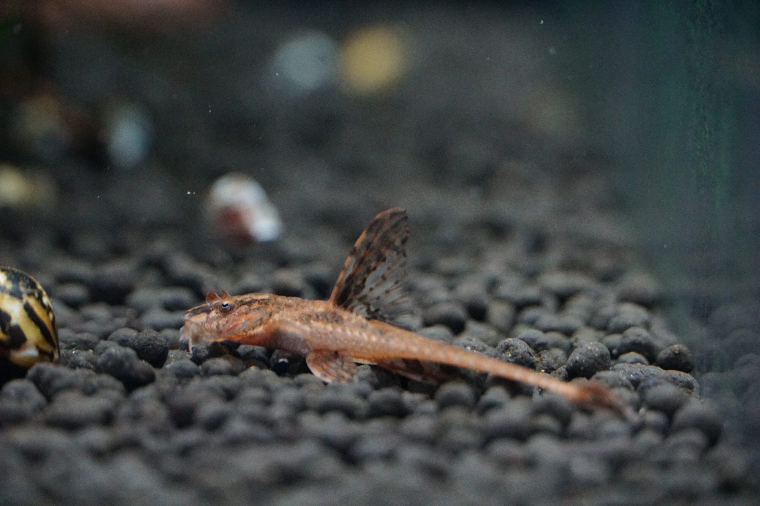 L010A Rineloricaria spec. - Roter Hexenwels 4-5cm – Bild 2