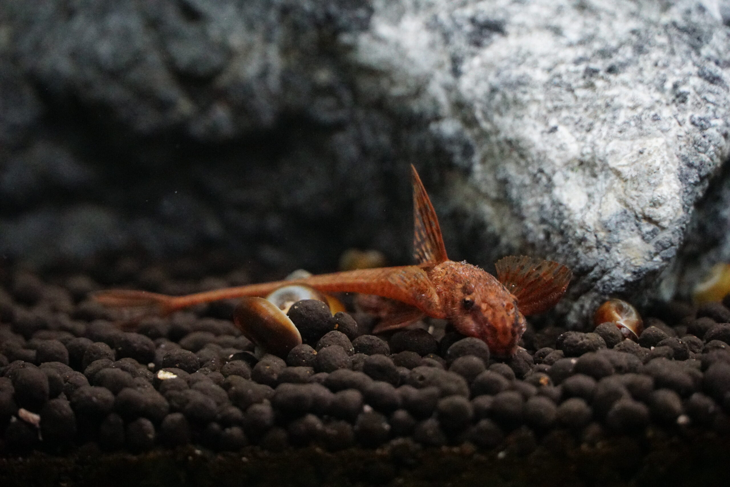 L010A Rineloricaria spec. - Roter Hexenwels  4-5cm