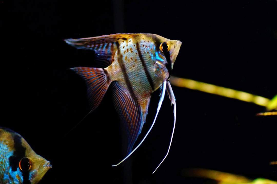 Pterophyllum scalare Rio Nanay - Peru Altum Skalar