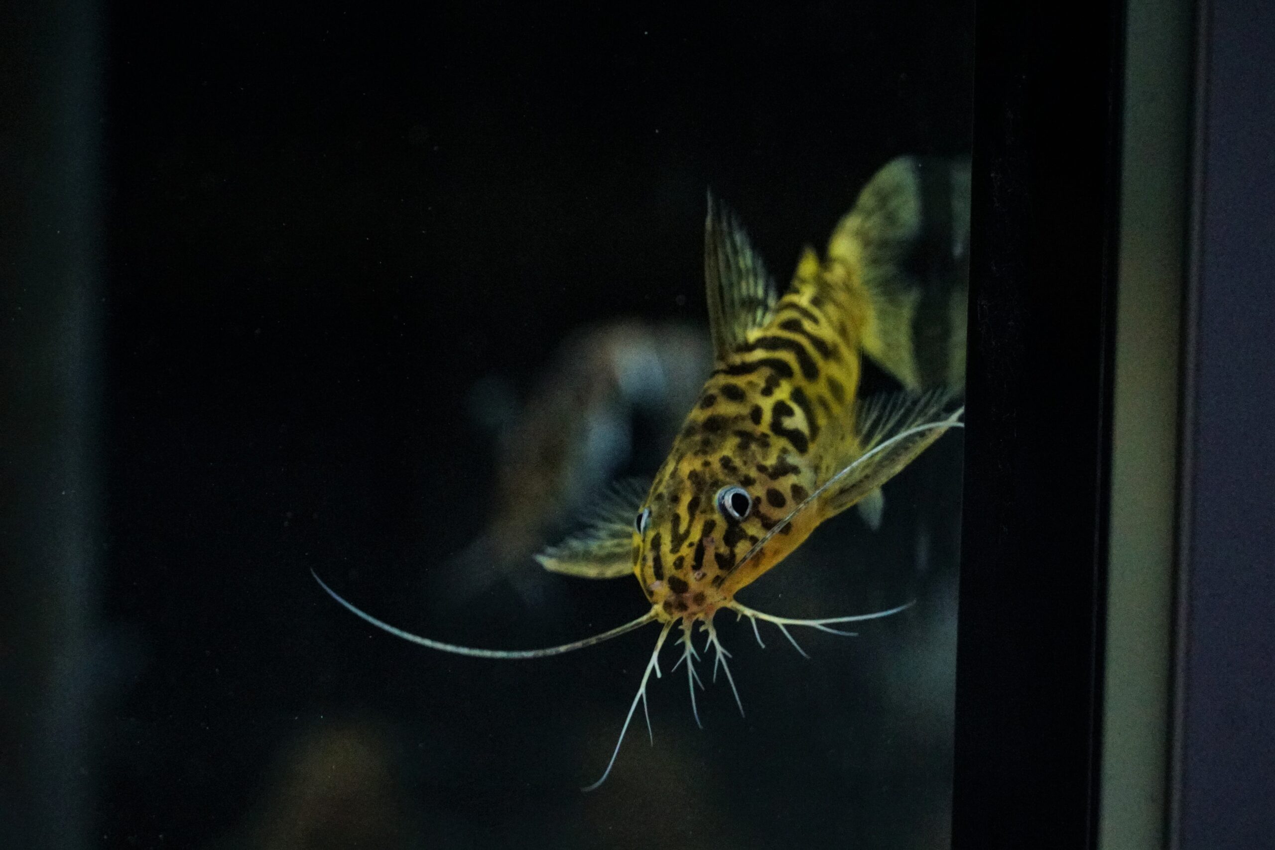 Synodontis Schoutedeni - Marmorierter Fiederbartwels – Bild 3