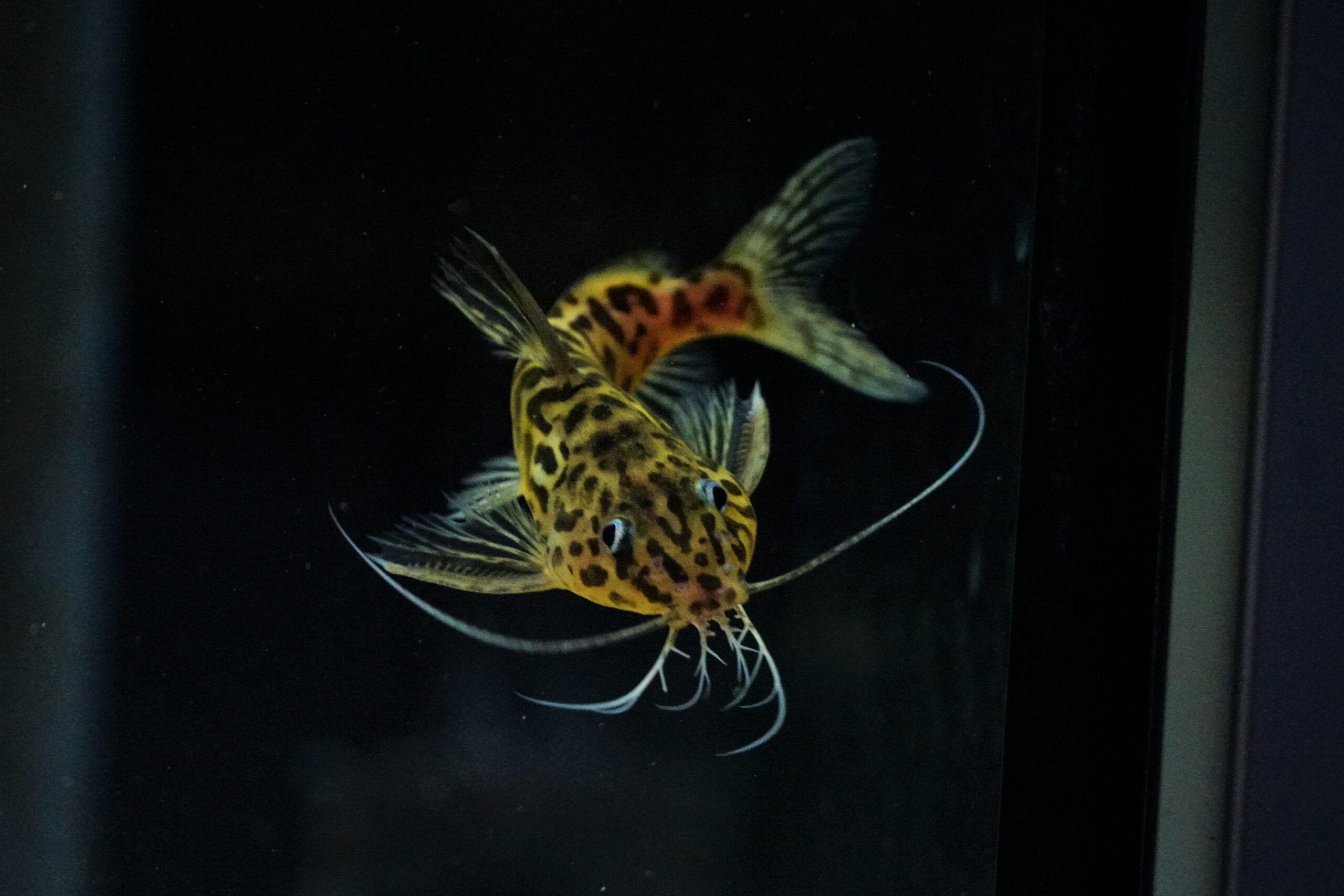Synodontis Schoutedeni - Marmorierter Fiederbartwels – Bild 2