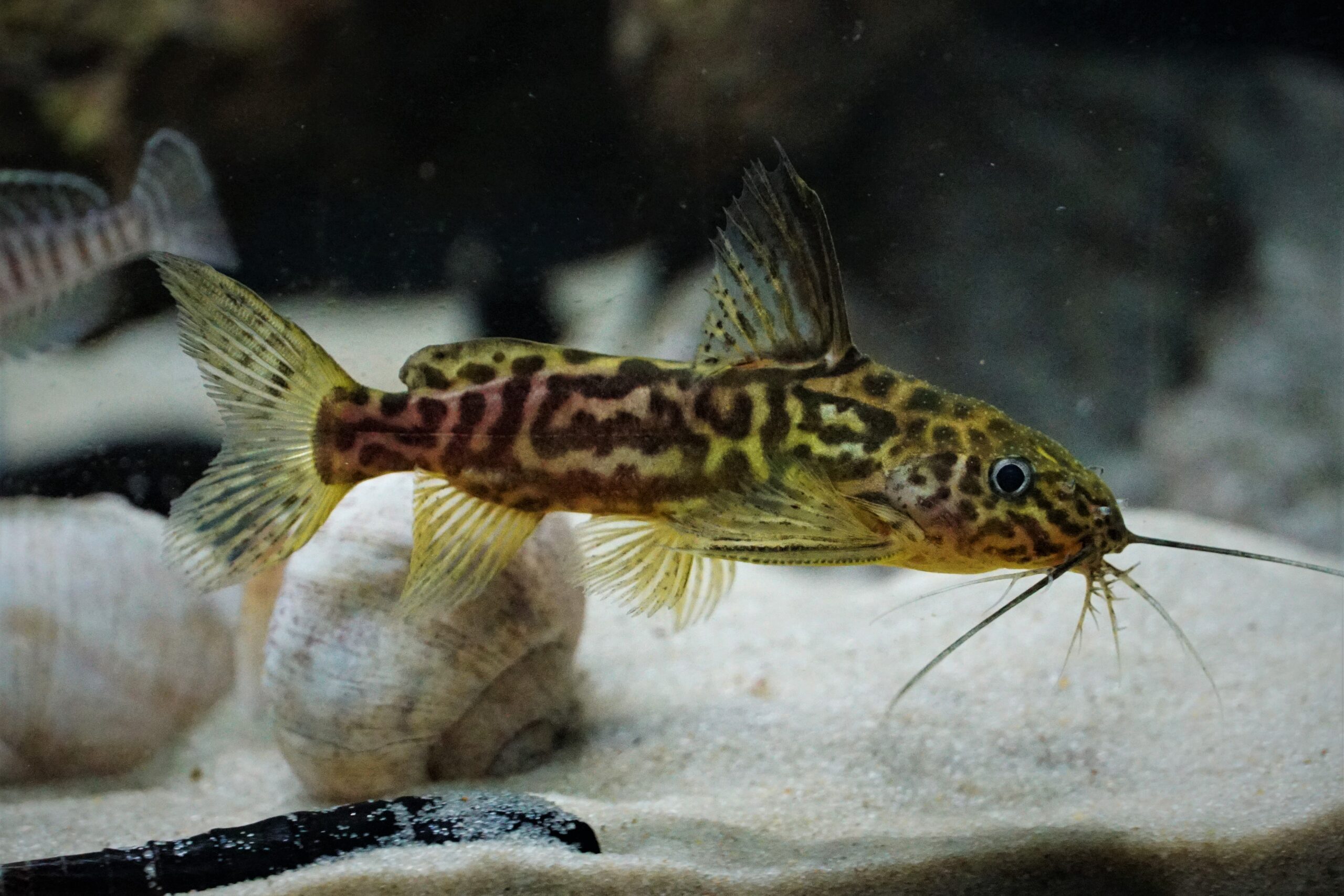 Synodontis Schoutedeni - Marmorierter Fiederbartwels