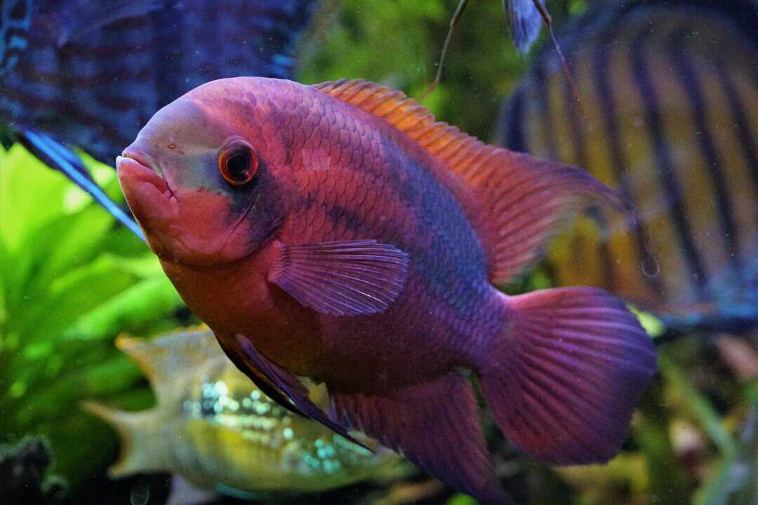 Hypselecara Temporalis Rio Oyapock- Smaragd Buntbarsch