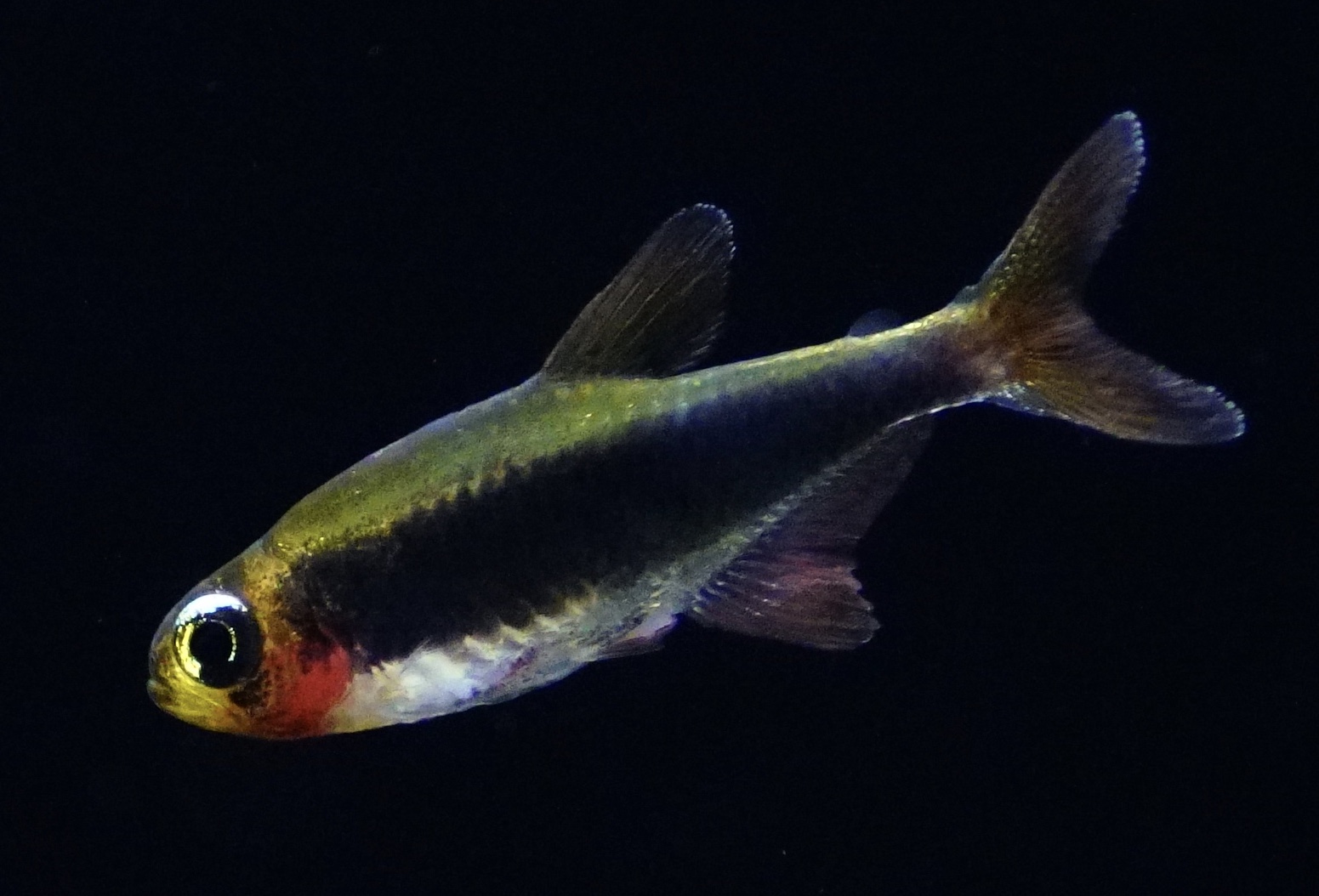 Tucano Ichthys Tucano - Tucanosalmler