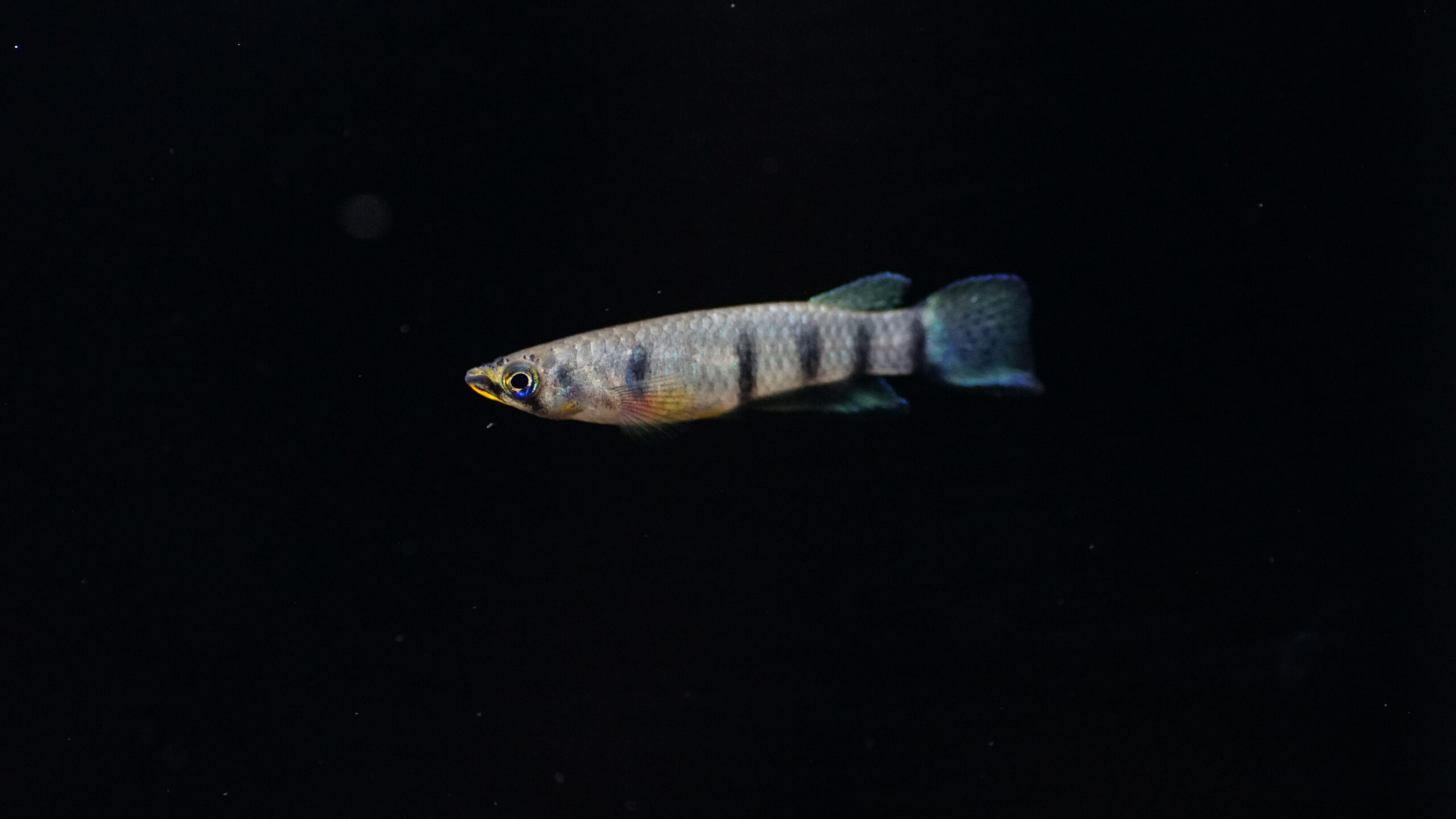 Epiplatys dageti monroviae - Monrovia-Hechtling – Bild 2