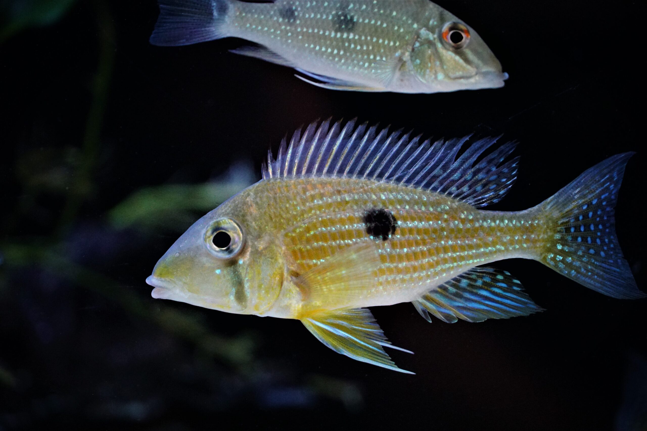 Geophagus taeniopareius - gelber Wangenstricherdfresser