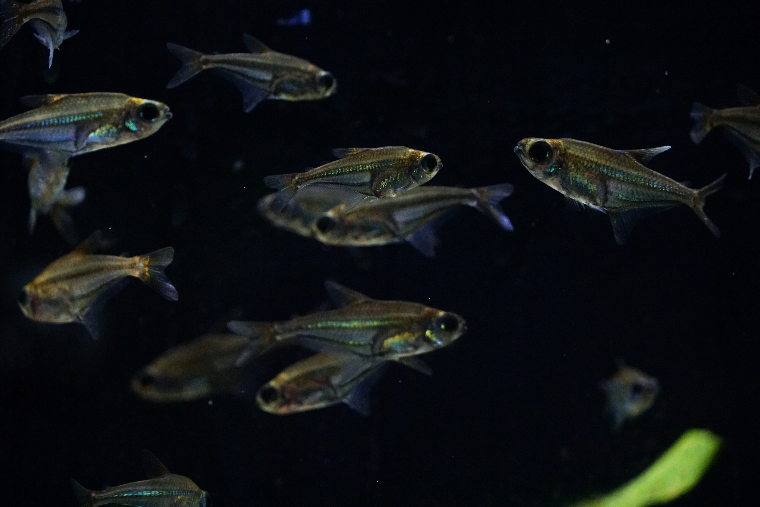 Heterocharax Virgulatus - Blauband Salmler