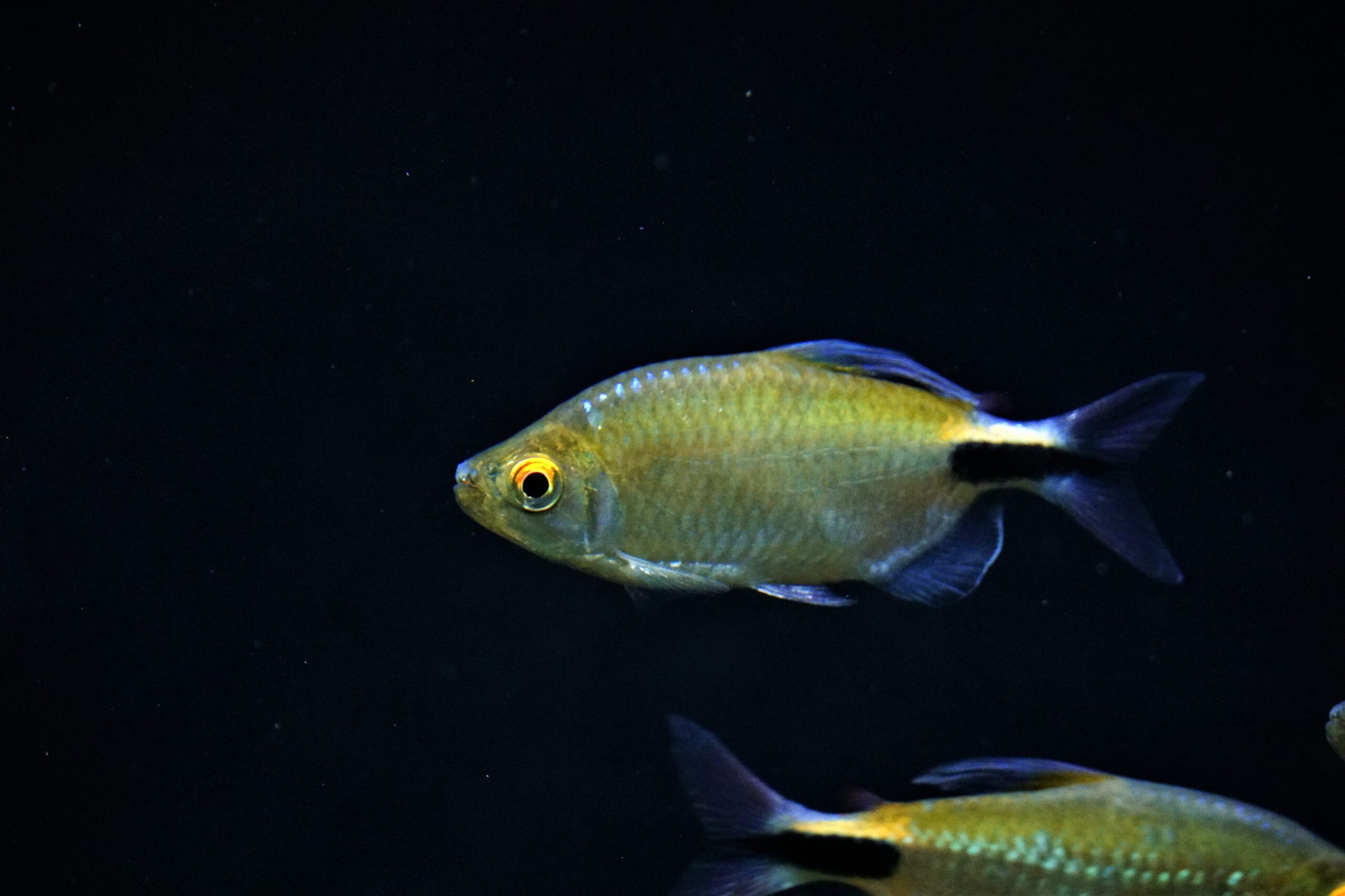 Brycinus Longipinnis - Afrikanischer Langflossensalmler
