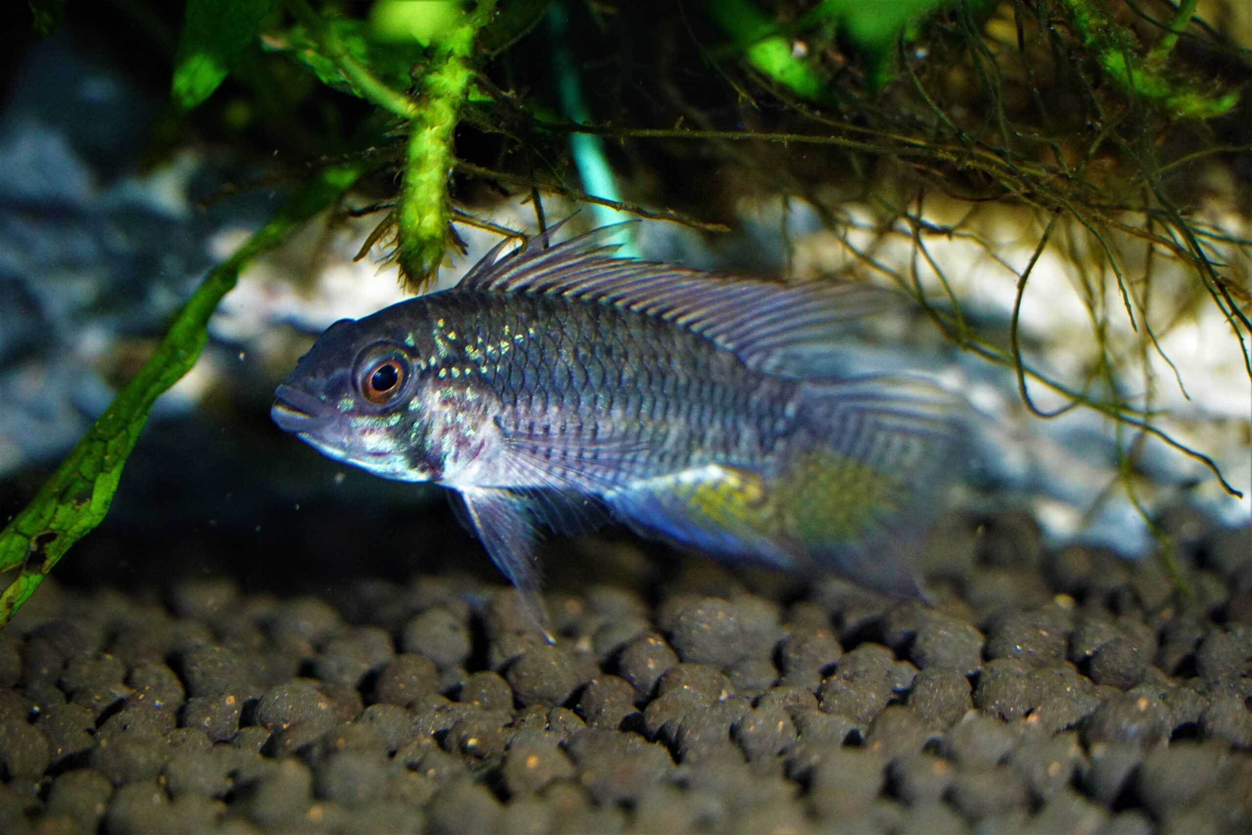 Apistogramma megaptera - Apistogramma sp. Breitbinden