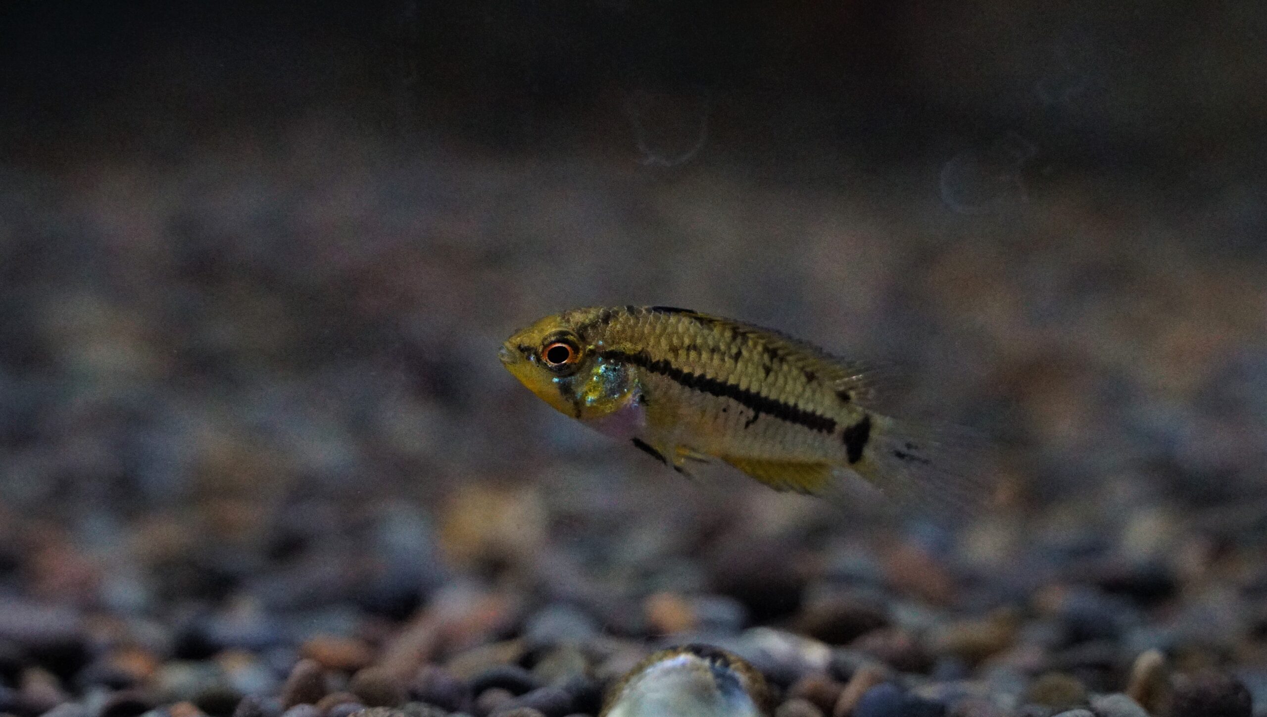 Apistogrammoides pucallpaensis - Pucallpa Zwergbuntbarsch
