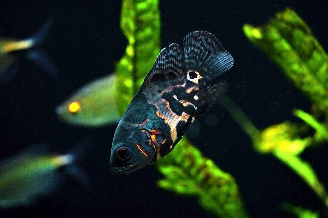 Astronotus ocellatus - Pfauenaugenbuntbarsch - Oskar – Bild 2