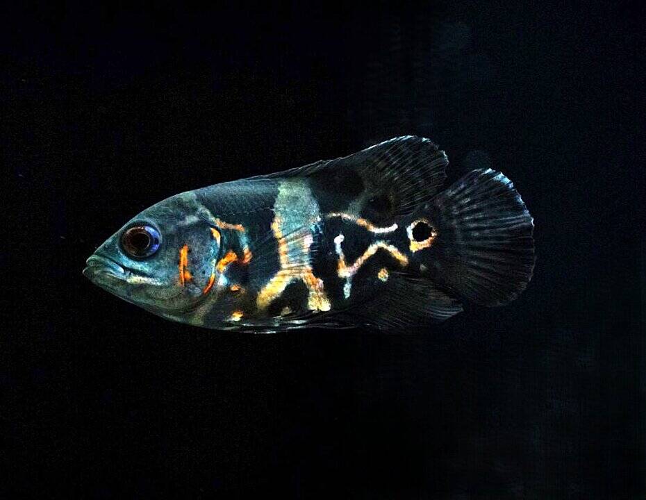 Astronotus ocellatus - Pfauenaugenbuntbarsch - Oskar
