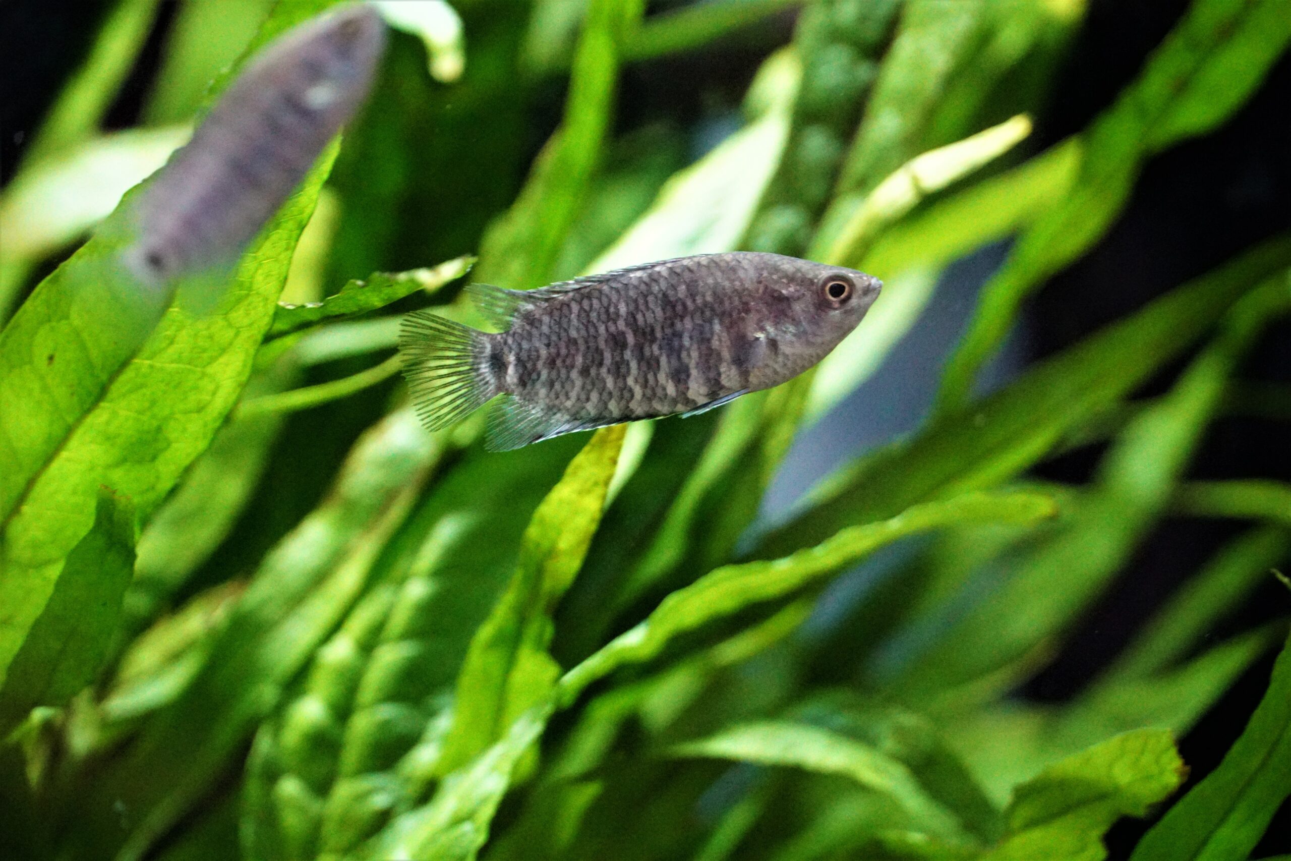 Microctenopoma fasciolatum - Gebänderter Buschfisch – Bild 2