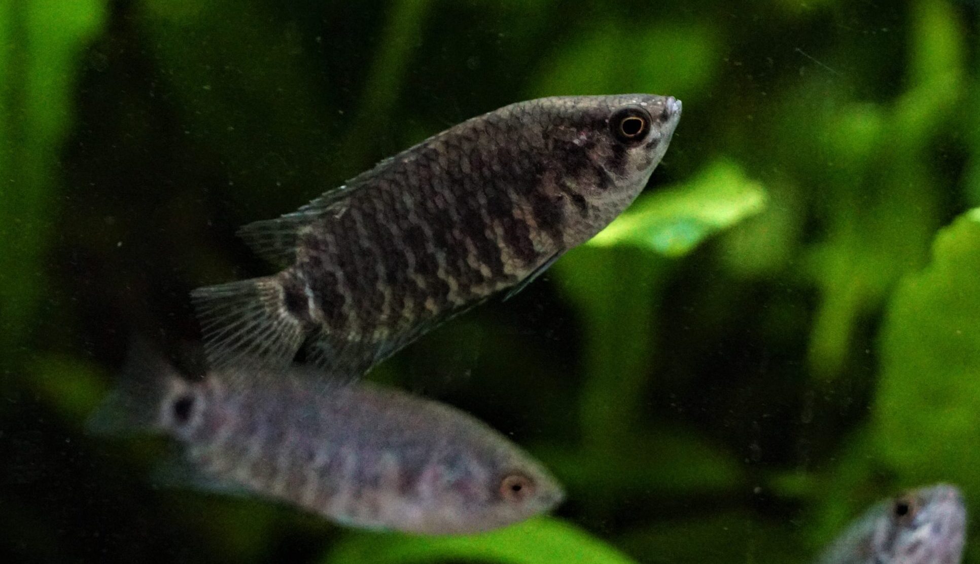 Microctenopoma fasciolatum - Gebänderter Buschfisch