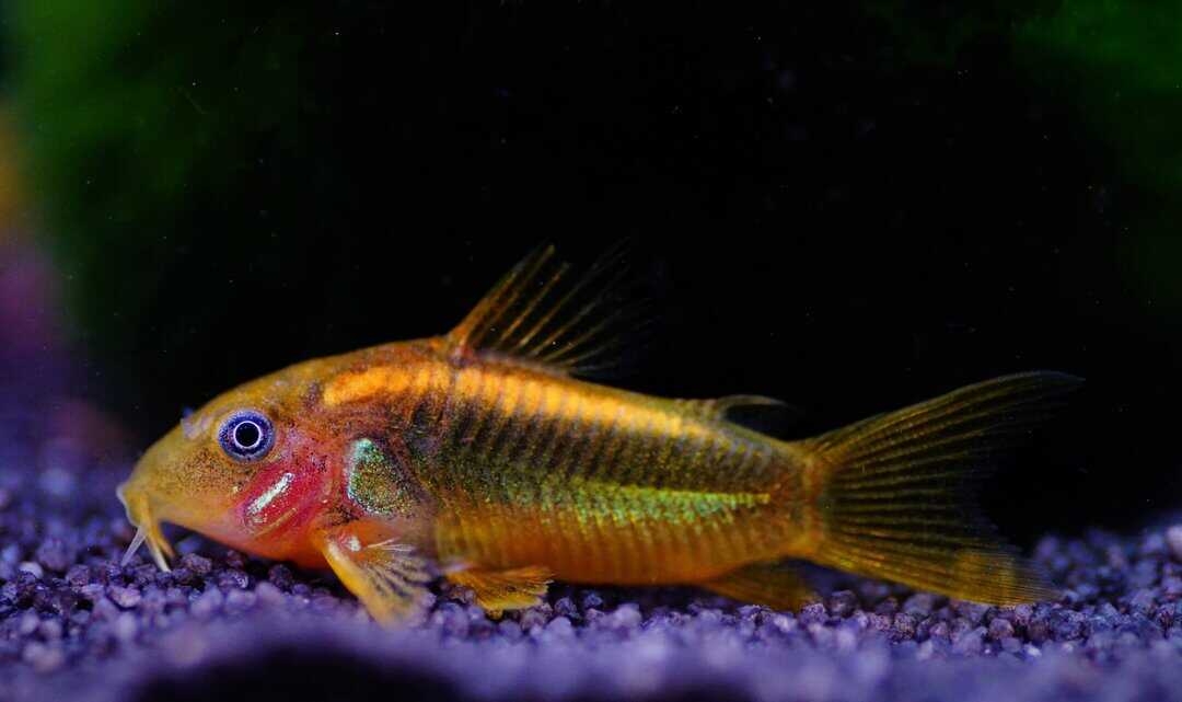 Corydoras sp. orange laser - orange Laser Panzerwels