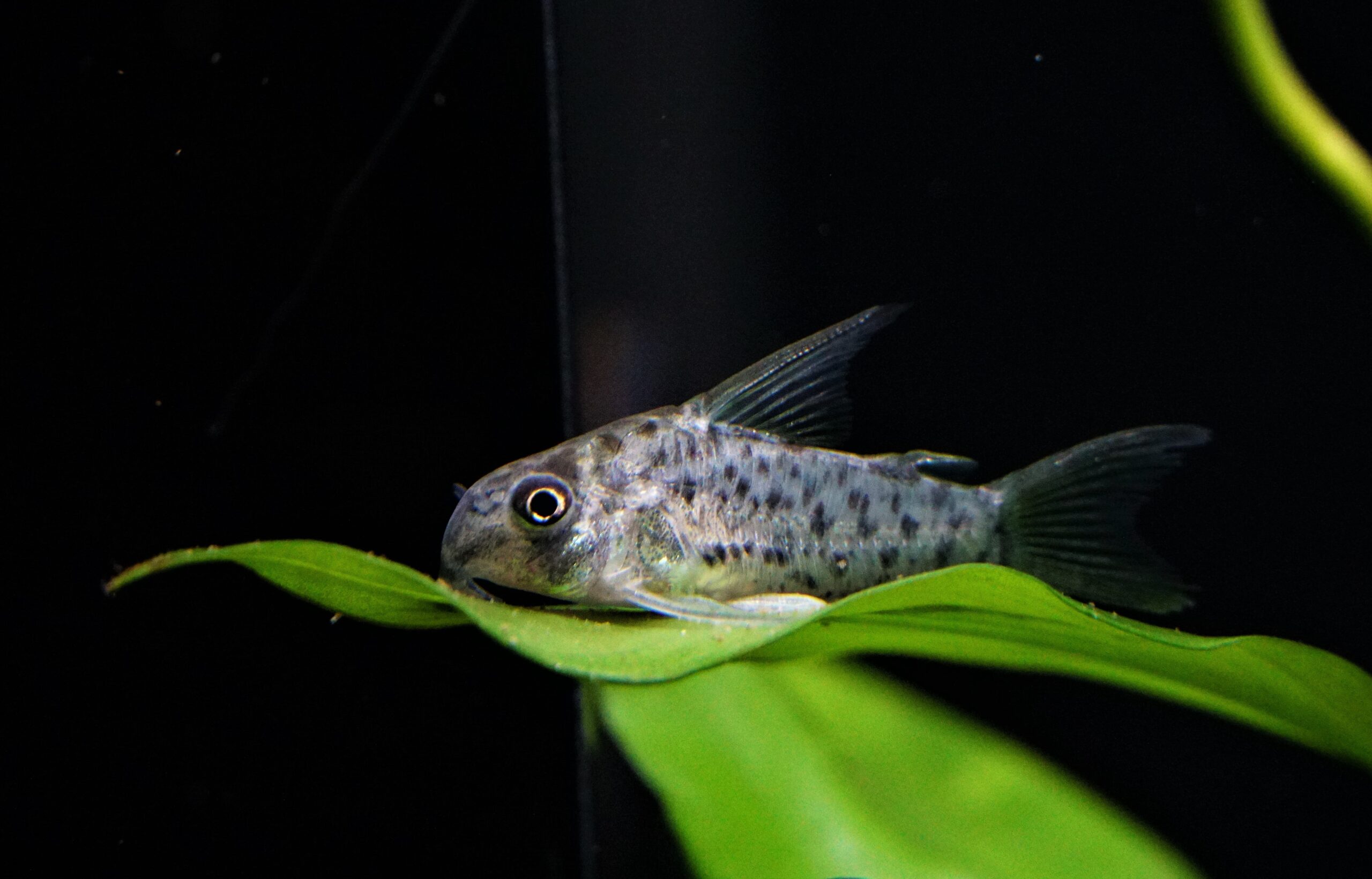 Corydoras loretoensis - Loreto Panzerwels WF – Bild 2