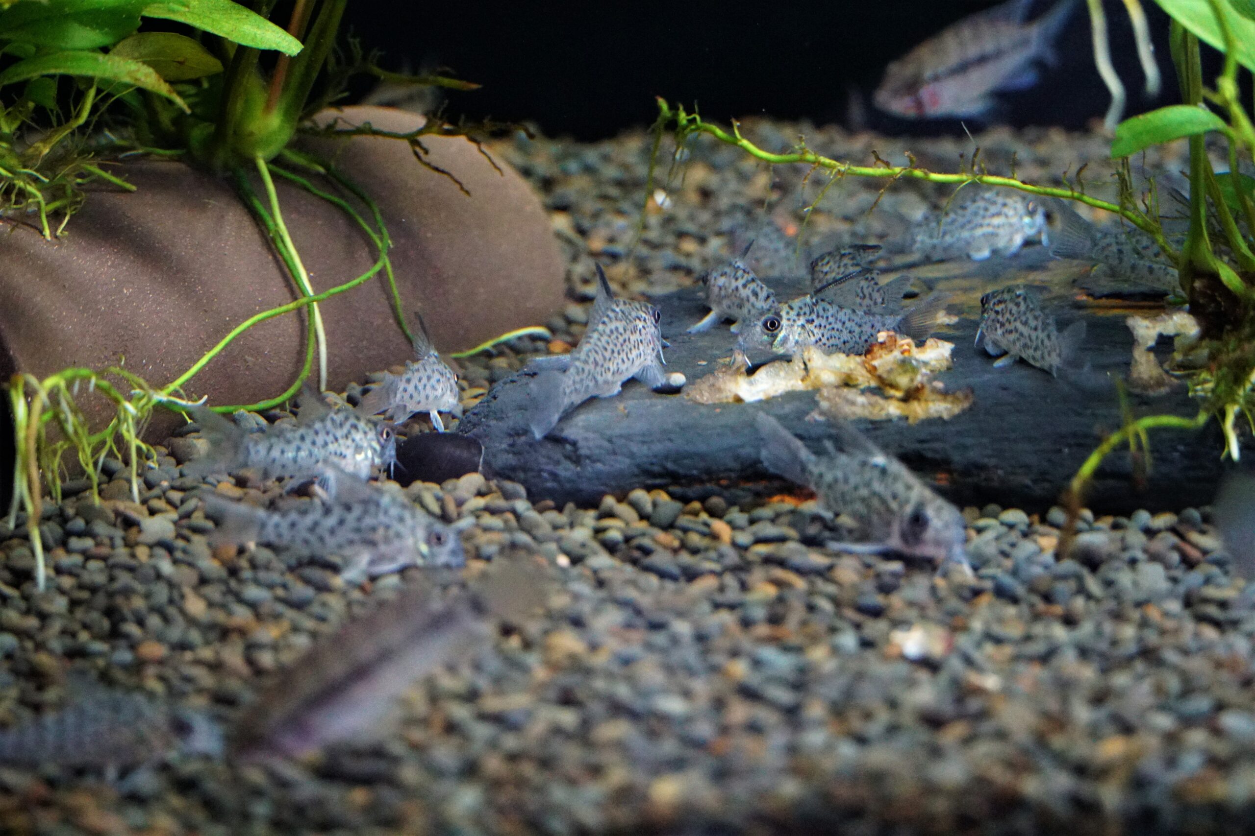 Corydoras loretoensis - Loreto Panzerwels WF – Bild 4