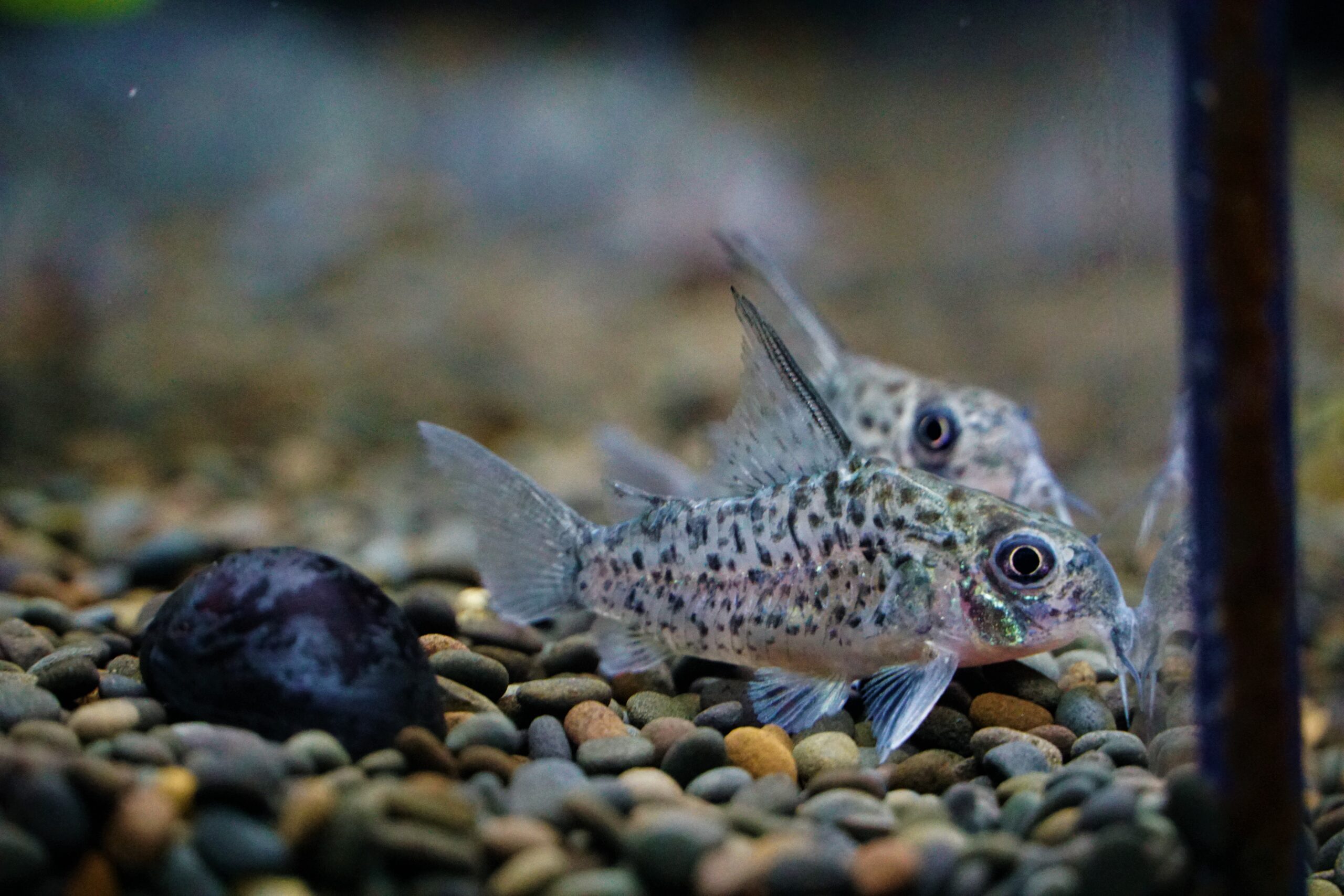 Corydoras loretoensis - Loreto Panzerwels WF – Bild 3