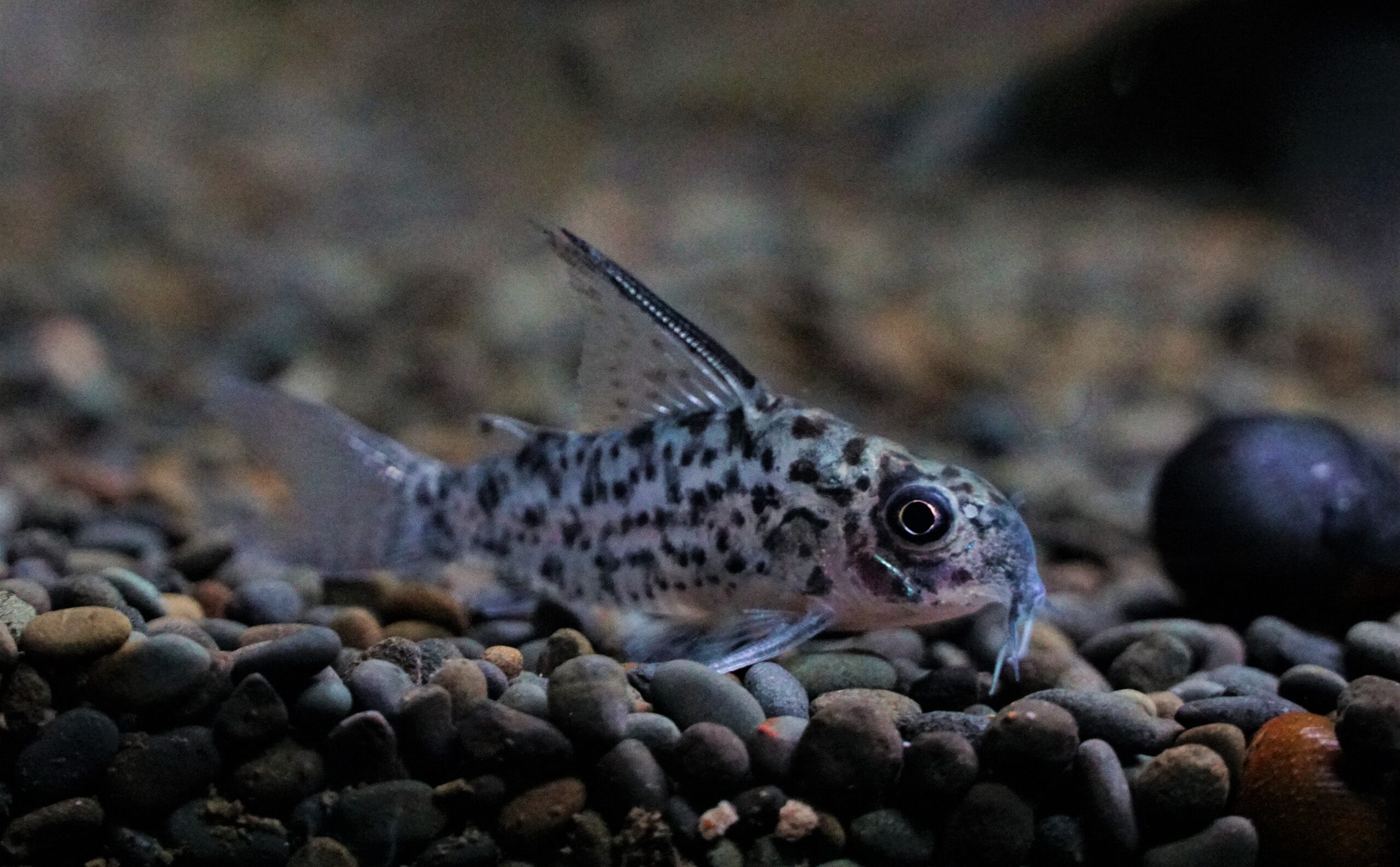 Corydoras loretoensis - Loreto Panzerwels WF