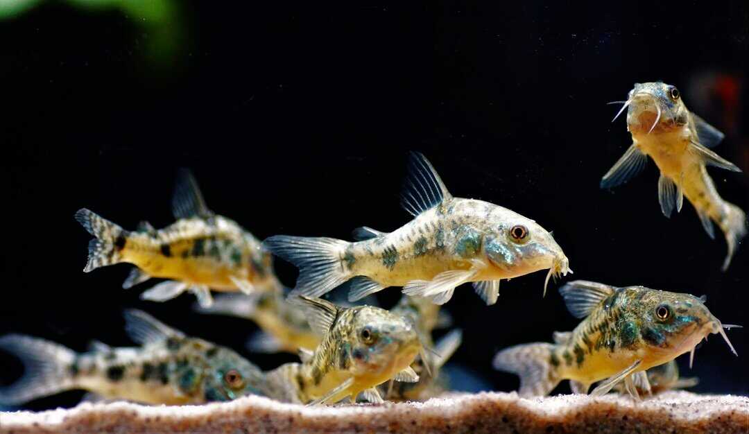 Corydoras paleatus - Marmorierter Panzerwels