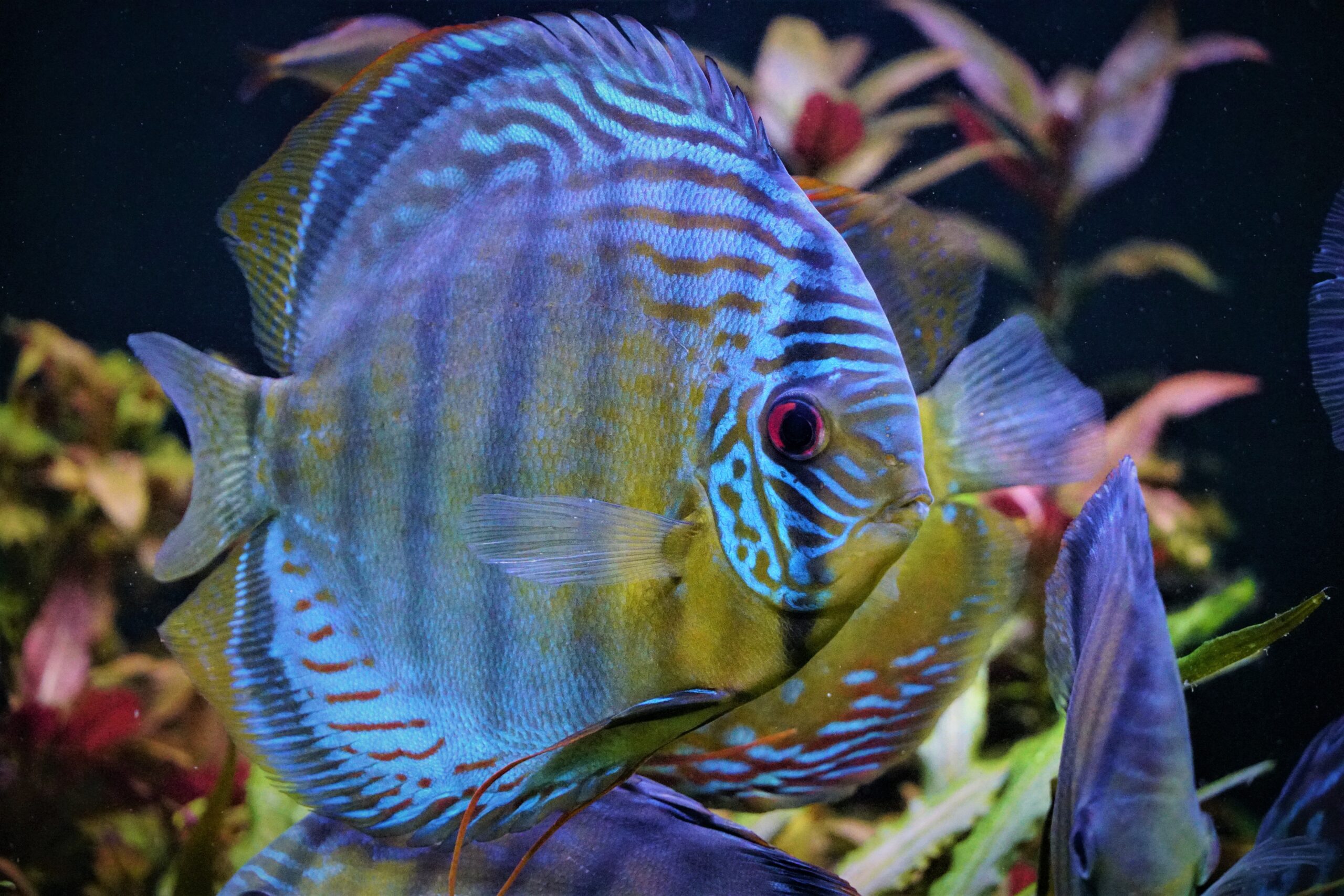 Symphysodon aequifasciatus - green Tefe Diskus XL 12-14cm – Bild 2