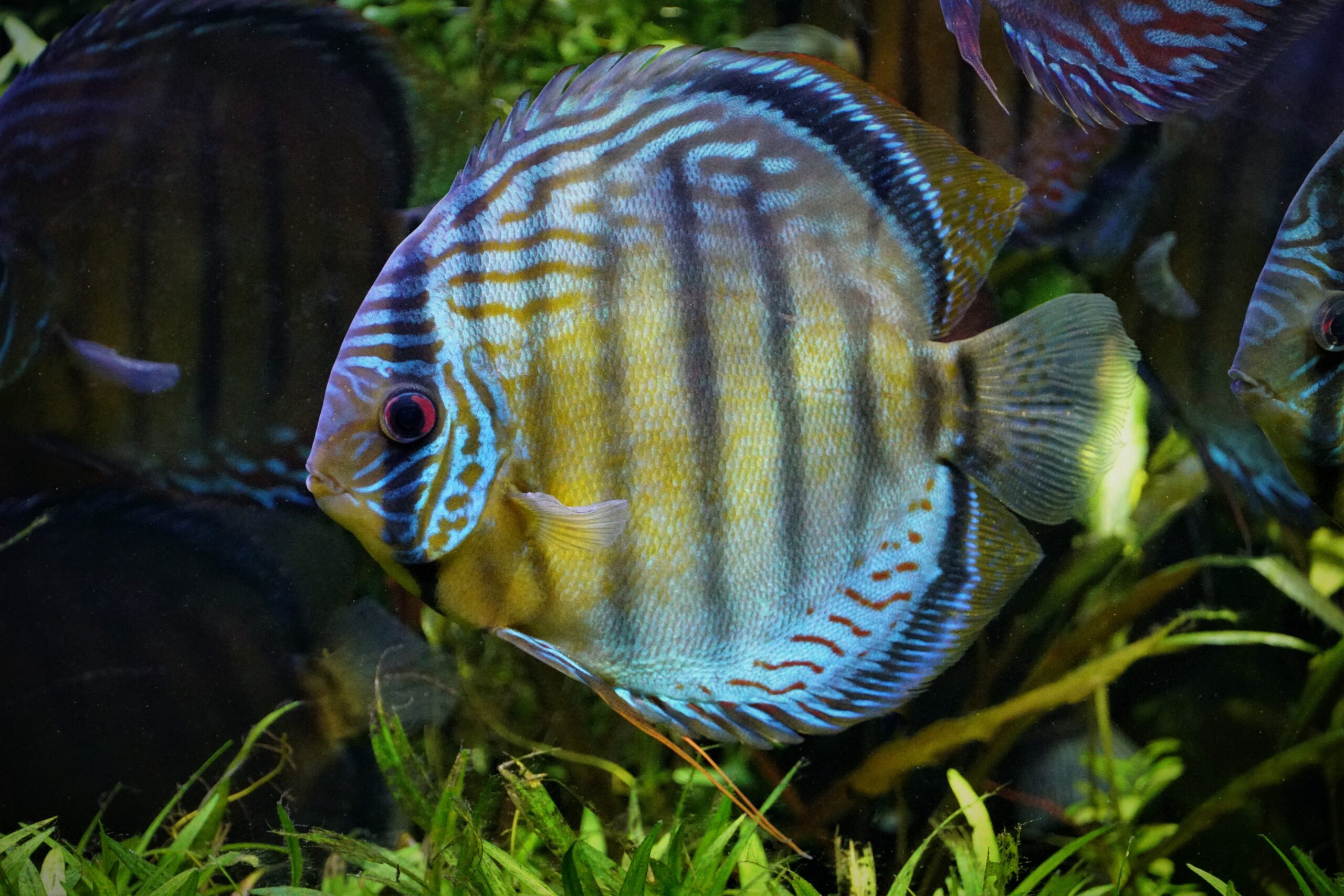 Symphysodon aequifasciatus - green Tefe Diskus XL 12-14cm