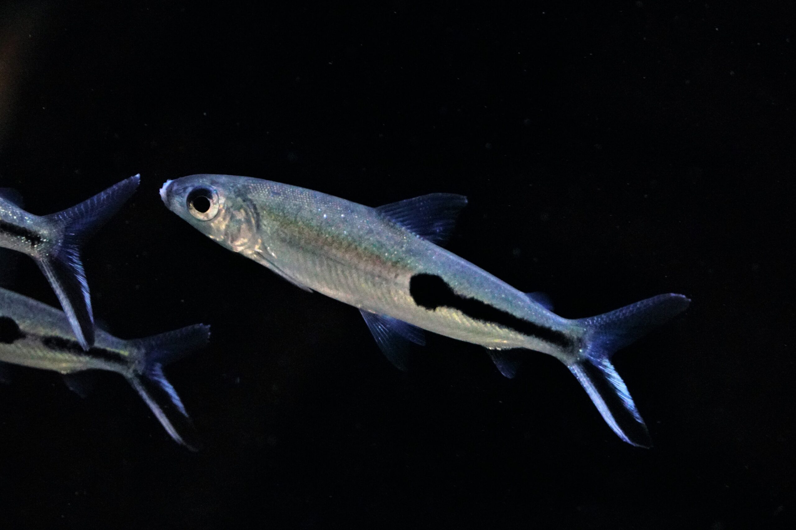 Hemiodus argenteus - silber Federsalmler WF