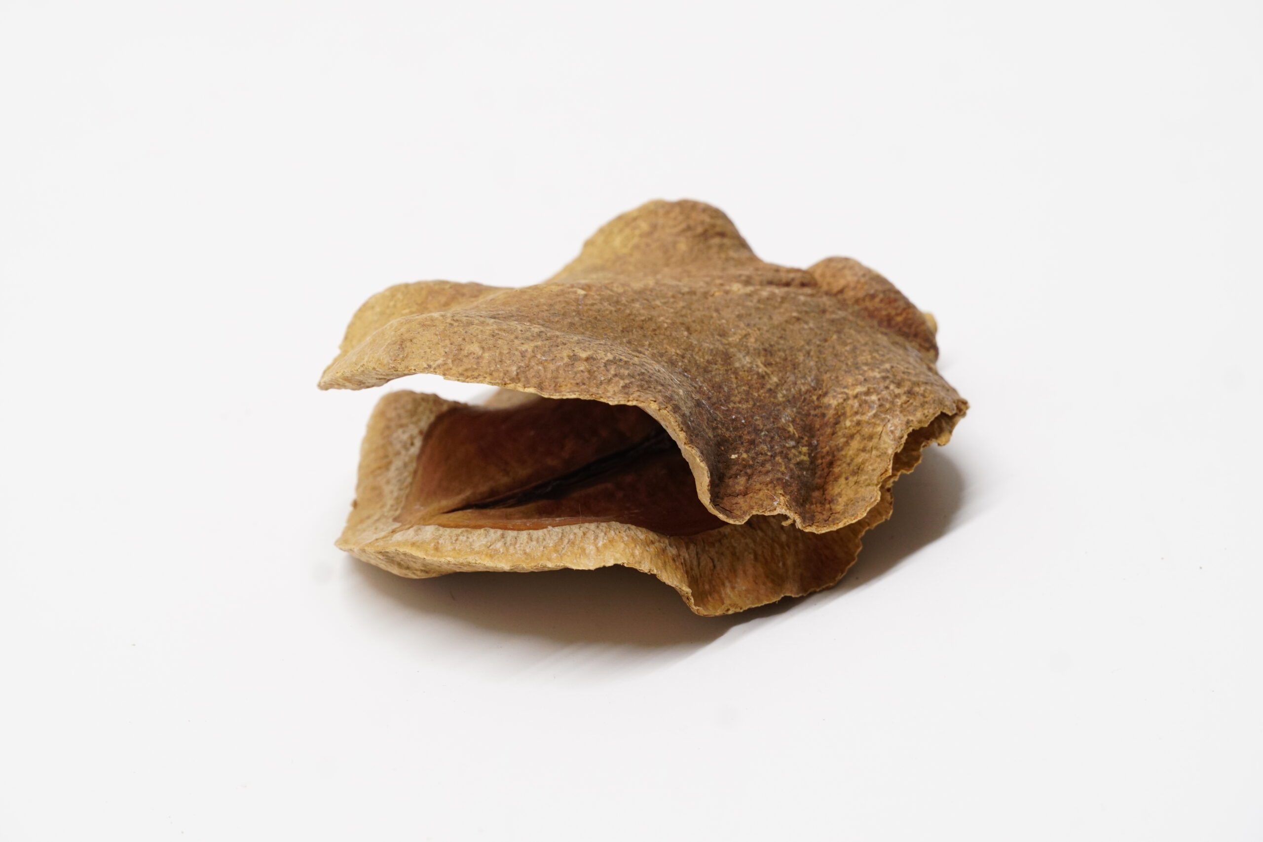 Froschkopp 6-7cm