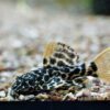 leopard kaktuswels