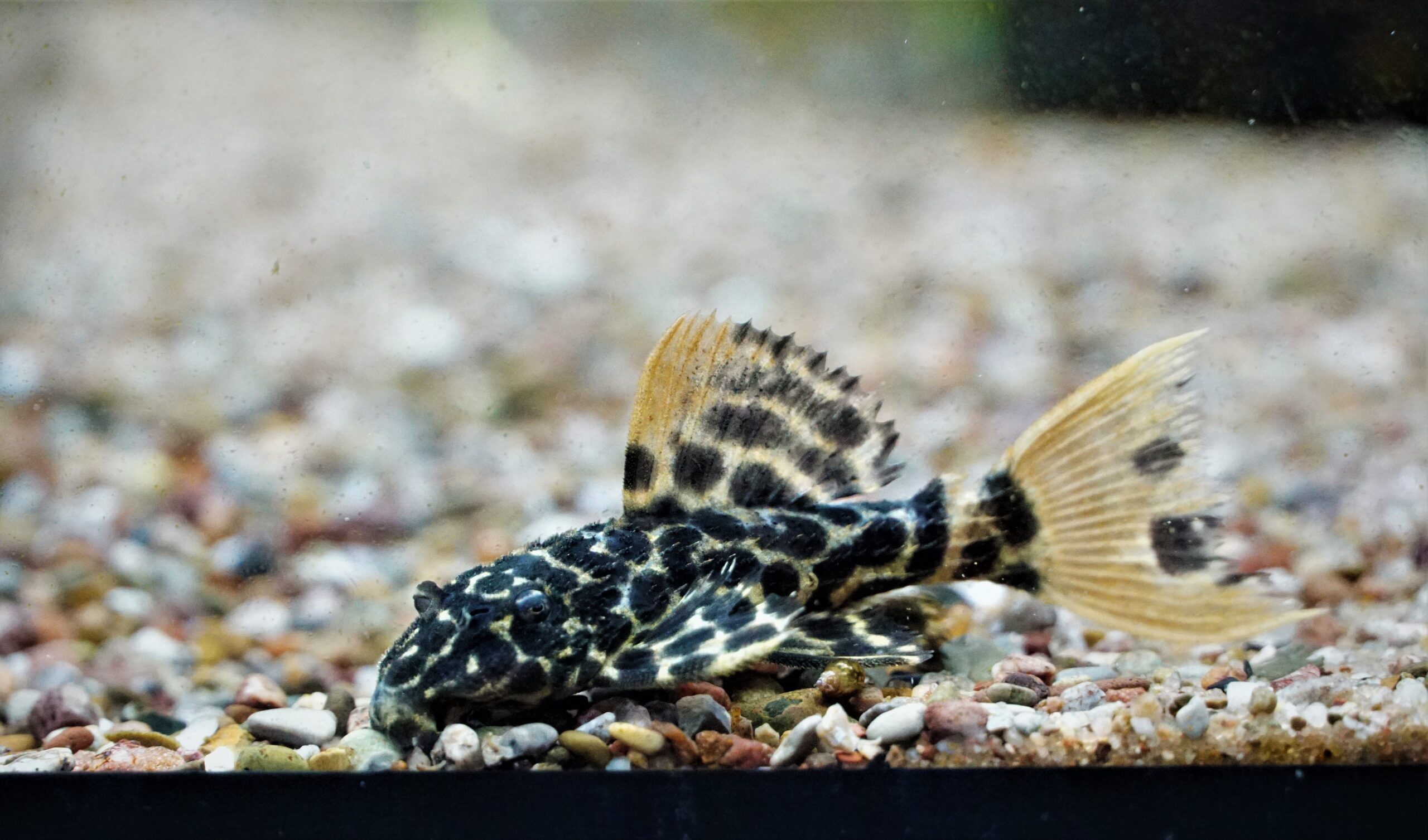 leopard kaktuswels