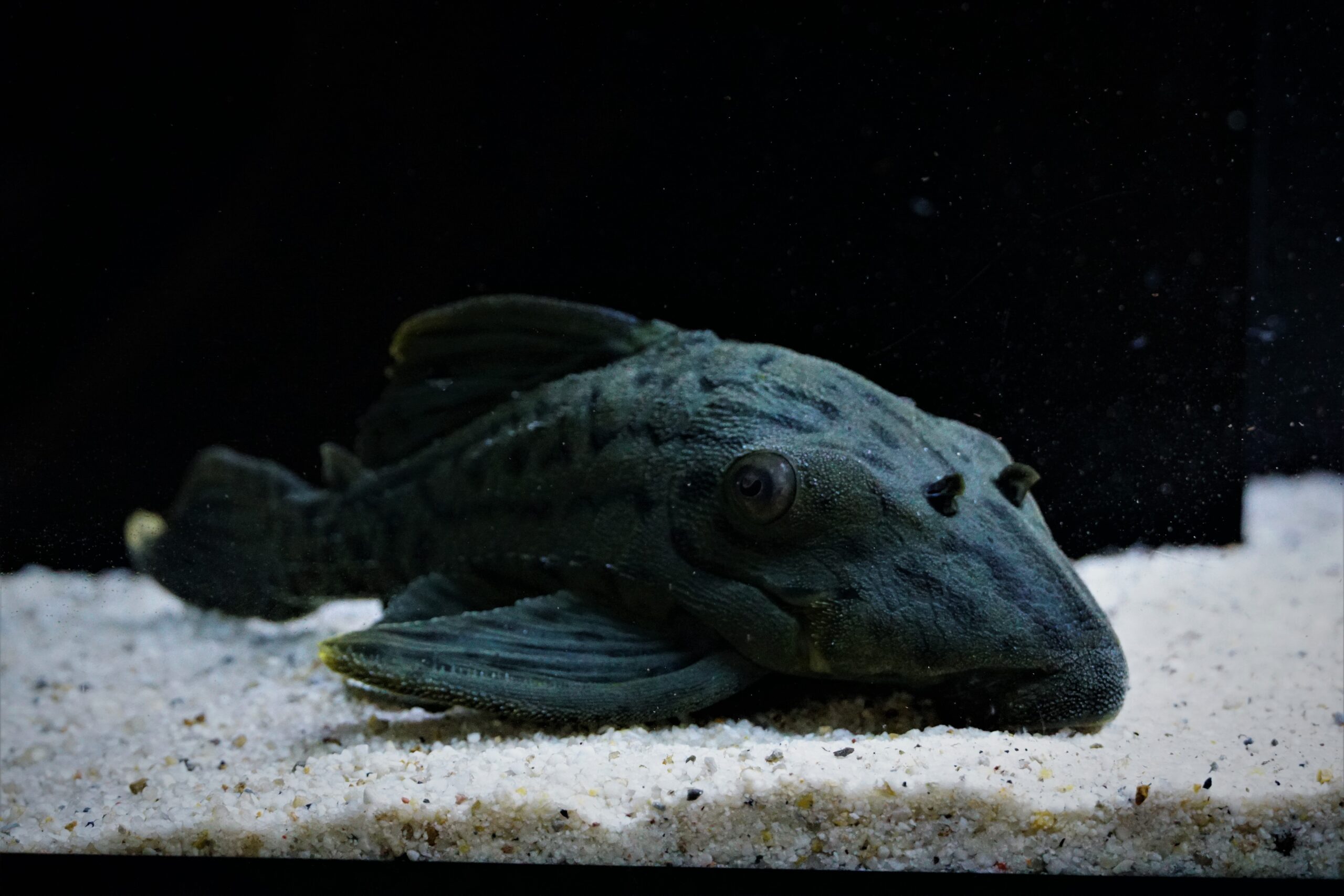 L191 Panaque nigrolineatus - Schwarzlinien Harnischwels – Bild 2