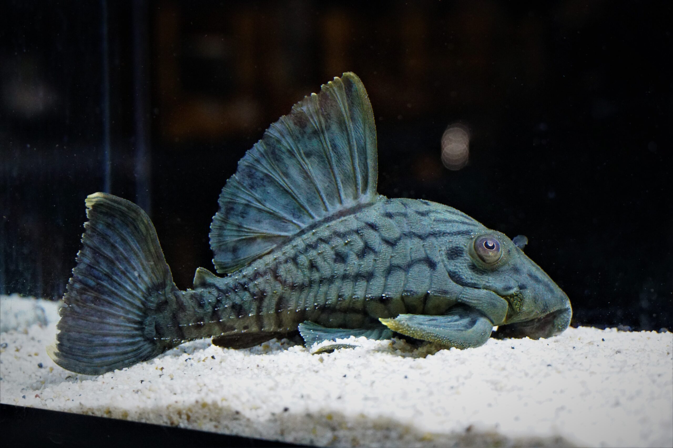 L191 Panaque nigrolineatus - Schwarzlinien Harnischwels