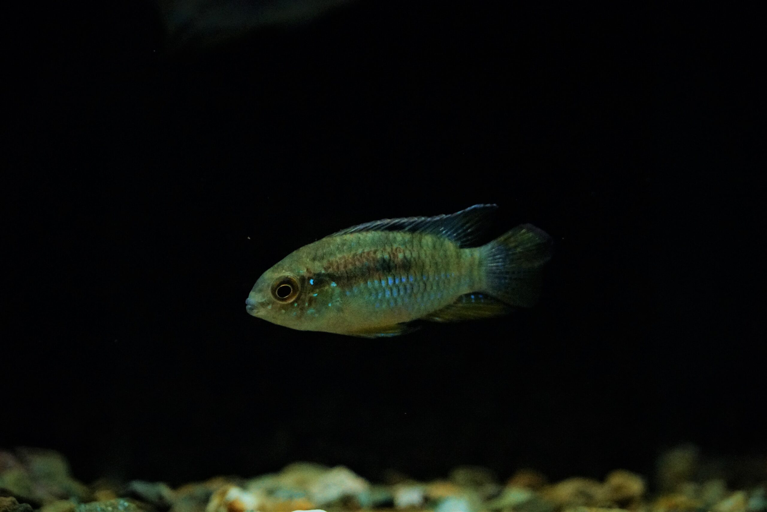 Laetacara Curviceps - Türkisblauer Tüpfelbuntbarsch