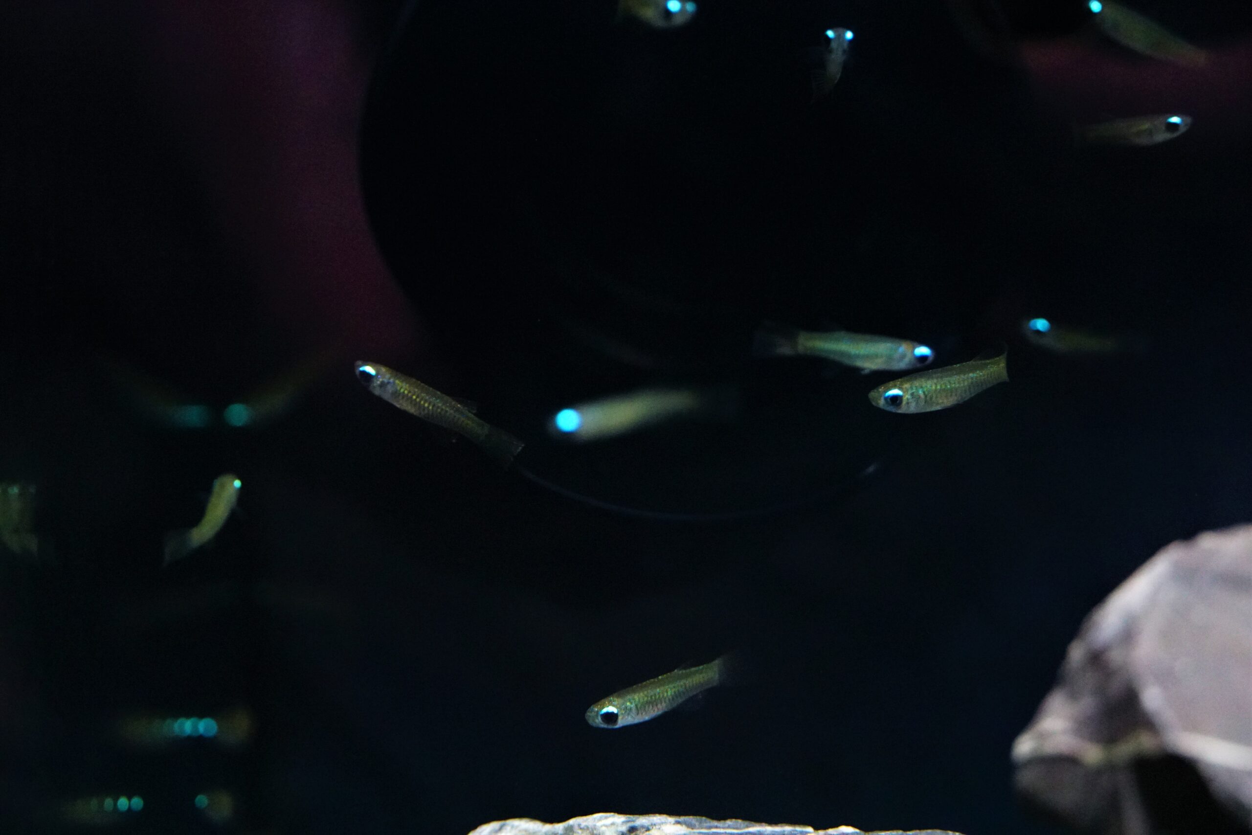 Poropanchax normani - Normans Leuchtaugenfisch