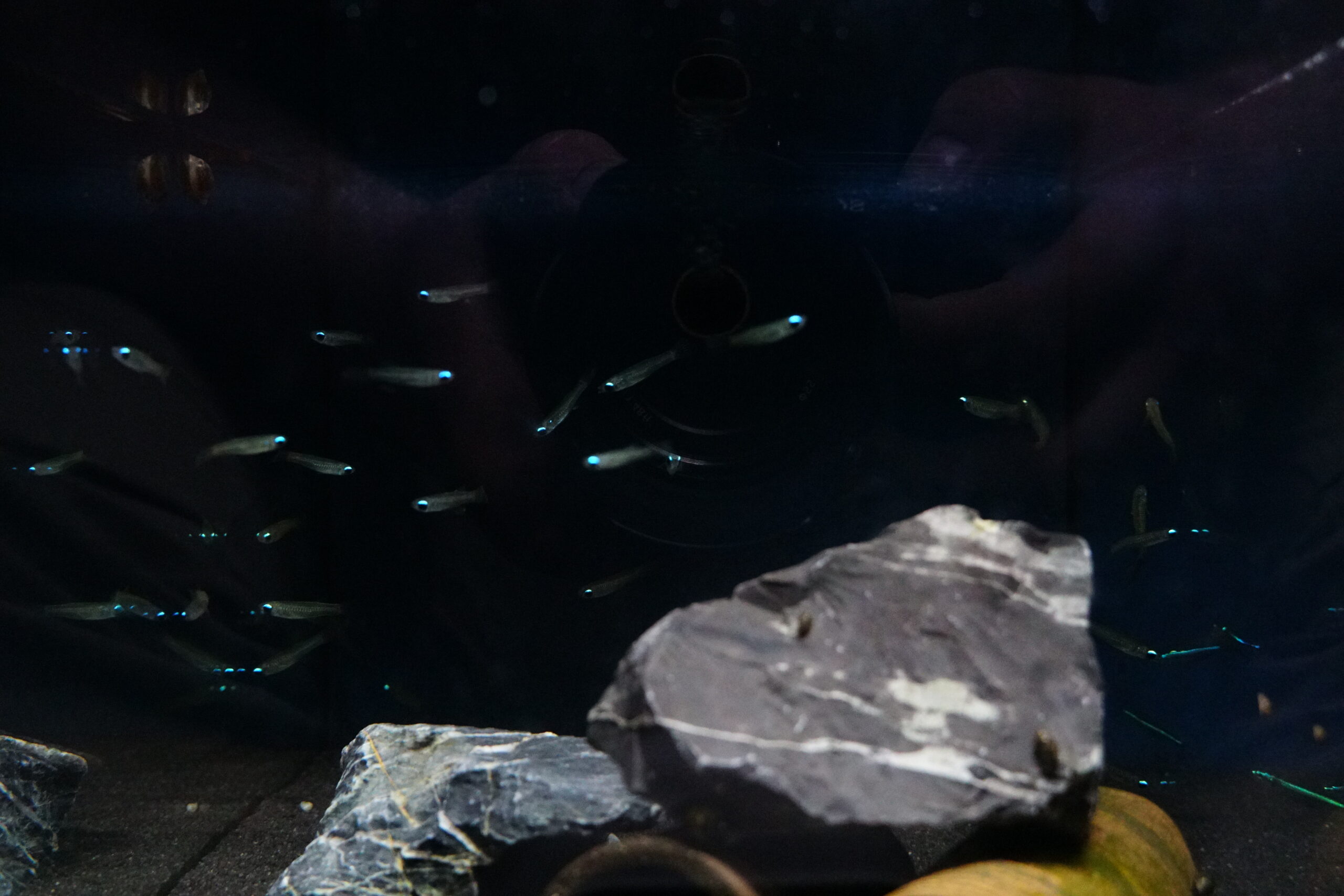 Poropanchax normani - Normans Leuchtaugenfisch – Bild 3