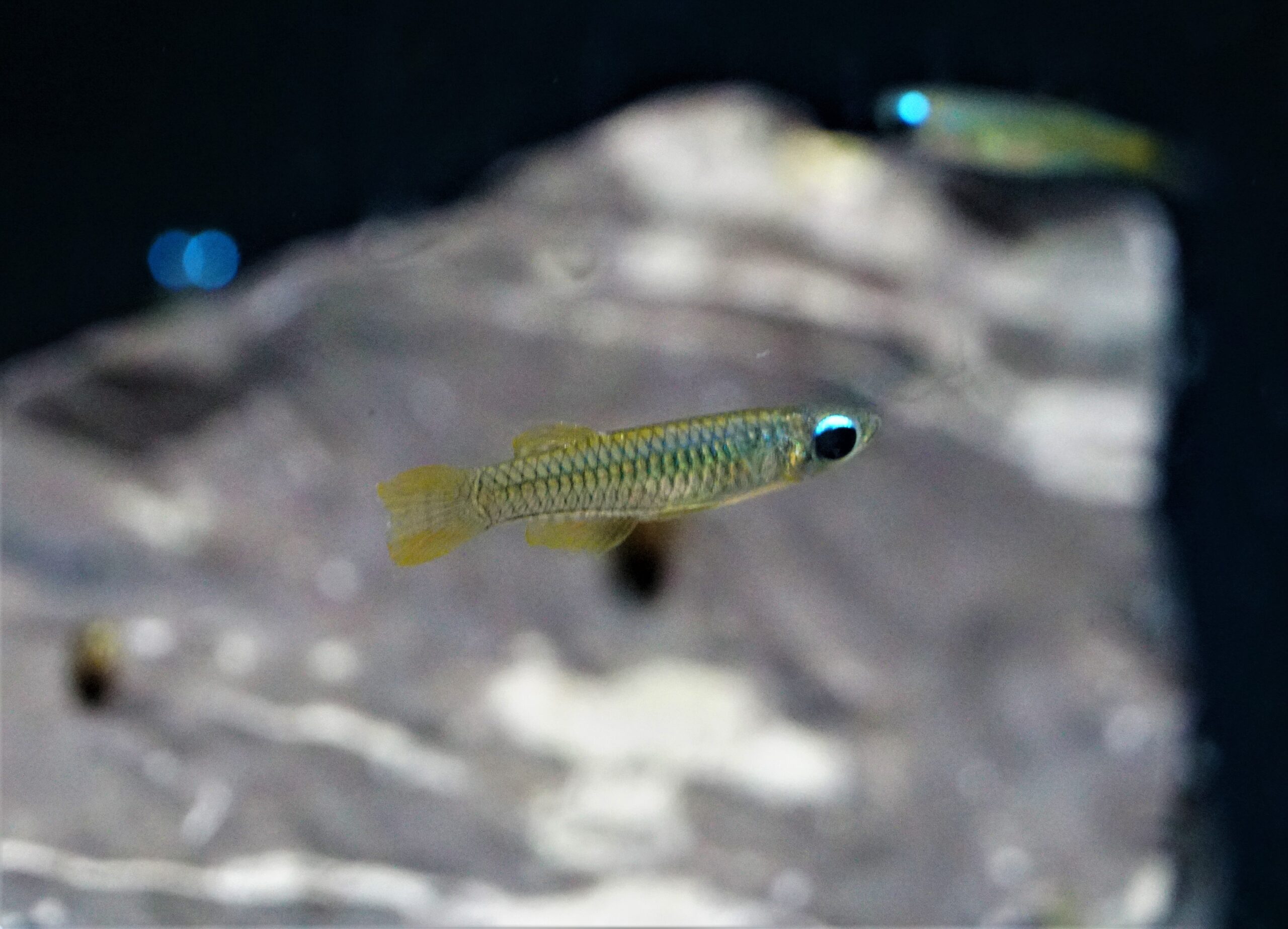 Poropanchax normani - Normans Leuchtaugenfisch – Bild 2