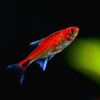 Roter Pfeffersalmler