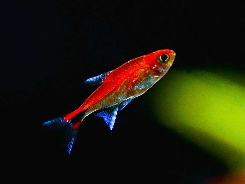 Roter Pfeffersalmler