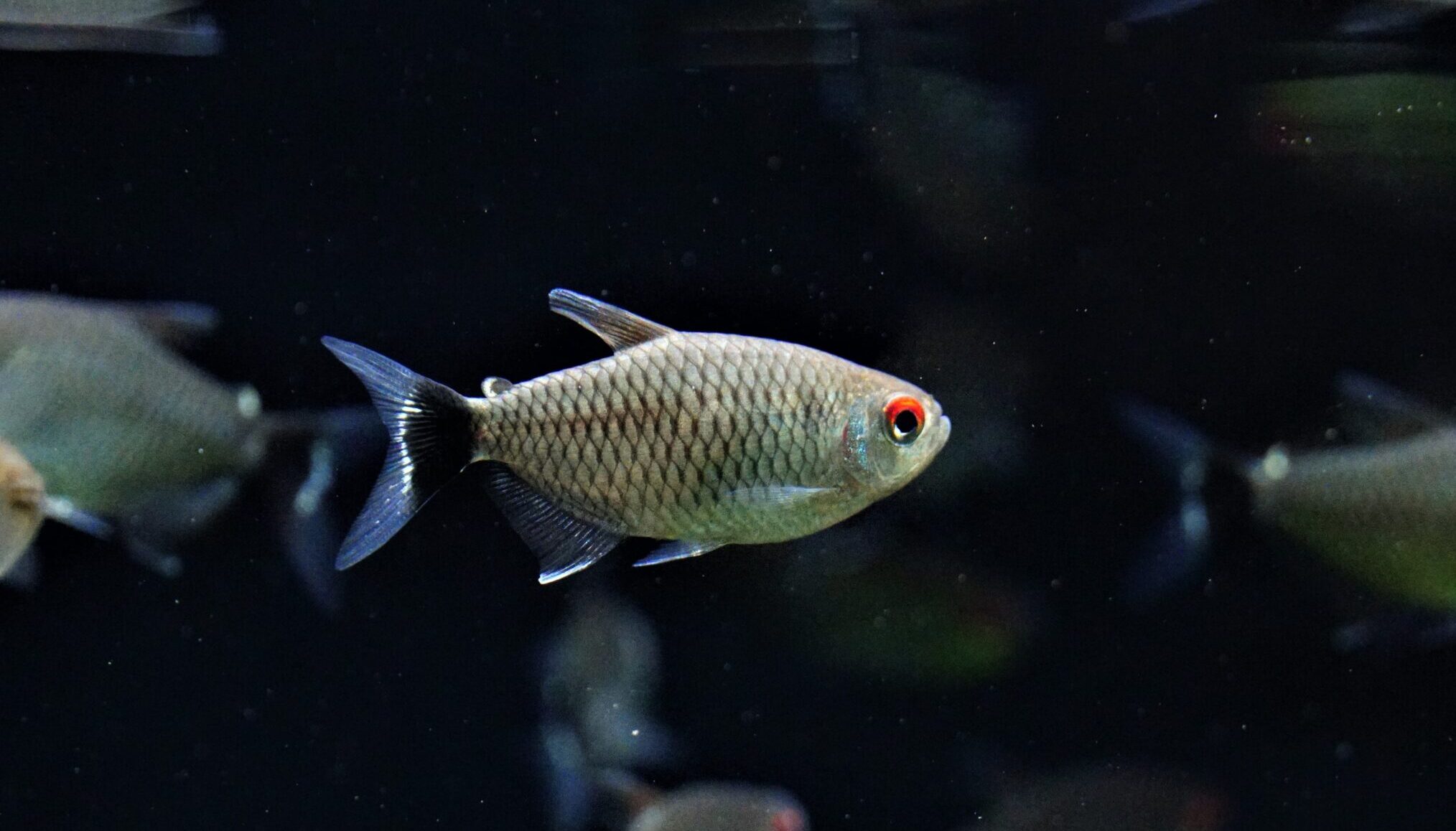Moenkhausia sanctaefilomenae - Rotaugen Moenkhausia