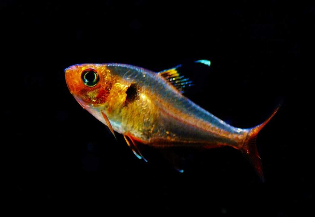 Hyphessobrycon sweglesi - Roter Phantomsalmler