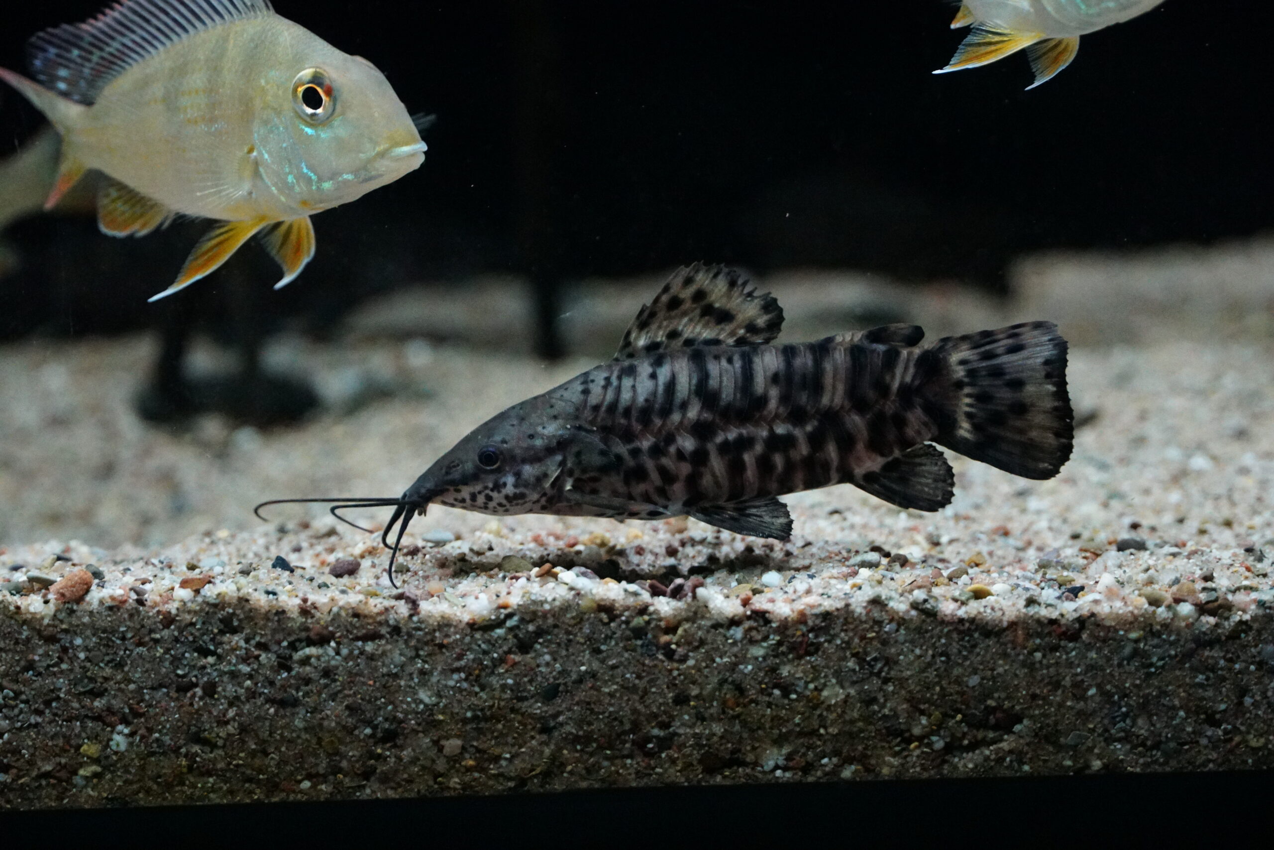 Hoplosternum Thoracatum - Schwielenwels