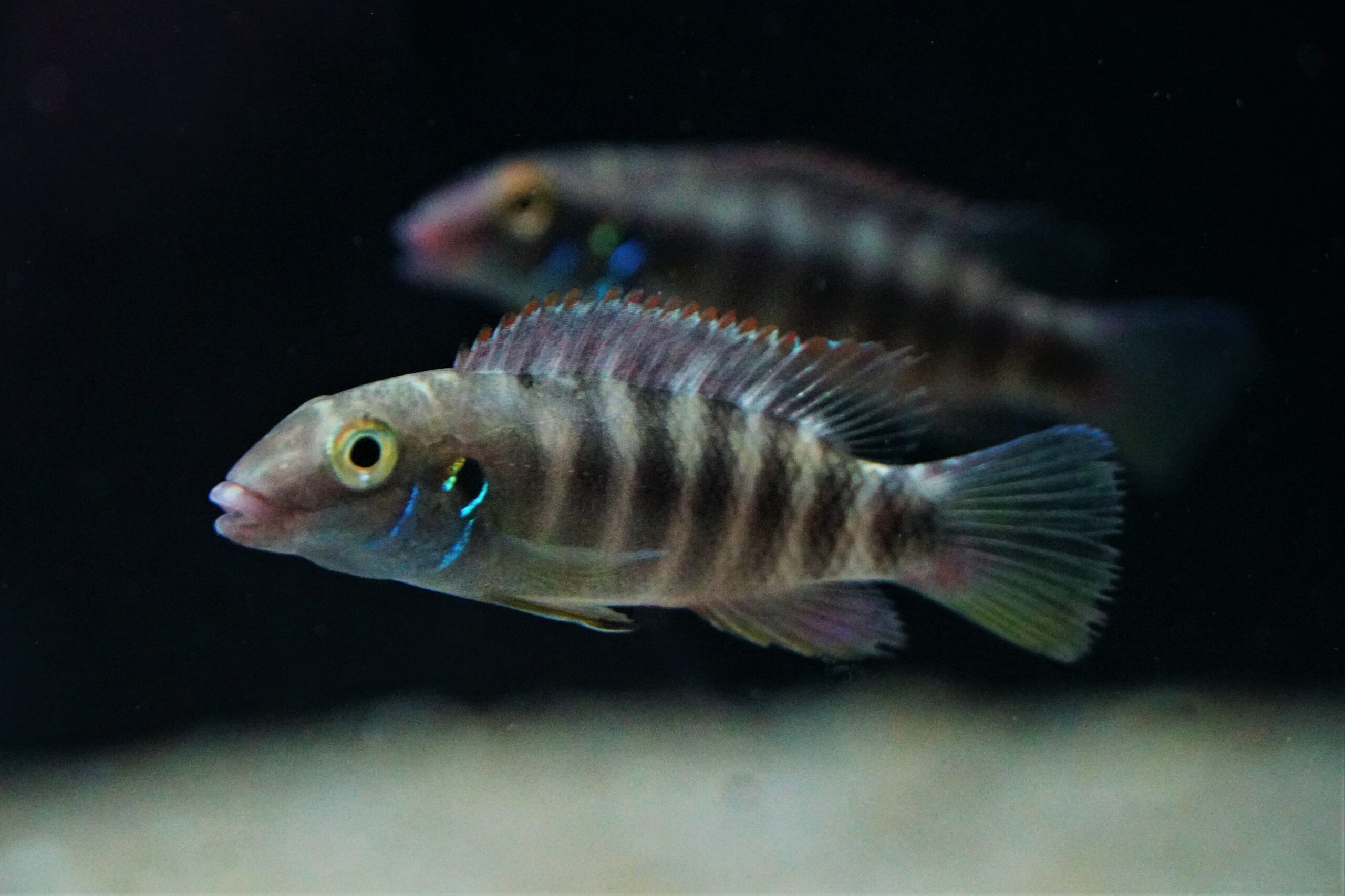 Wallaceochromis rubrolabiatus - WF