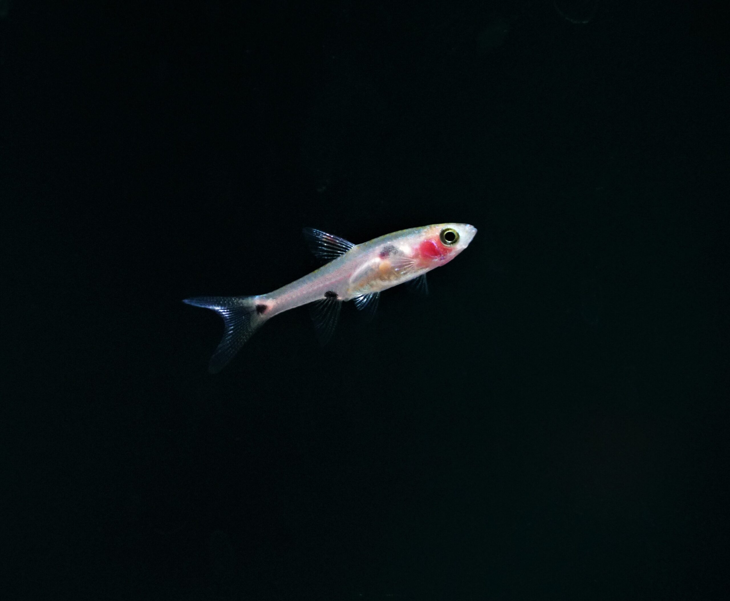 Boraras Maculatus - Zwergbärbling – Bild 2