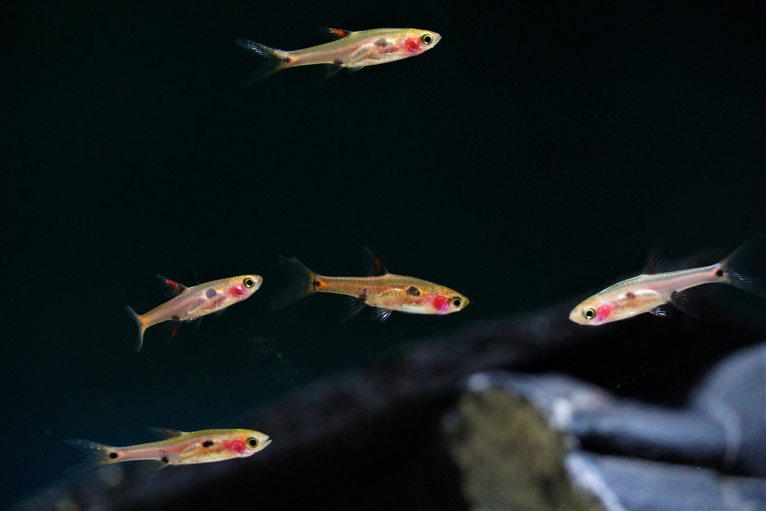 Boraras Maculatus - Zwergbärbling