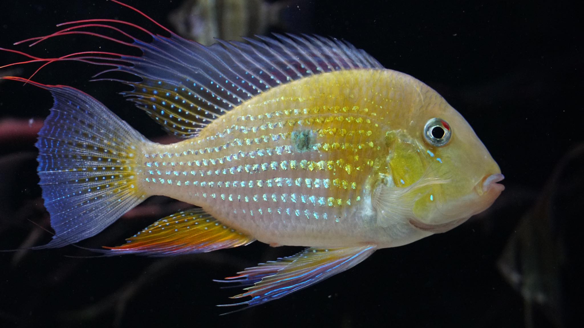Acarichthys Heckelii - Heckels Buntbarsch